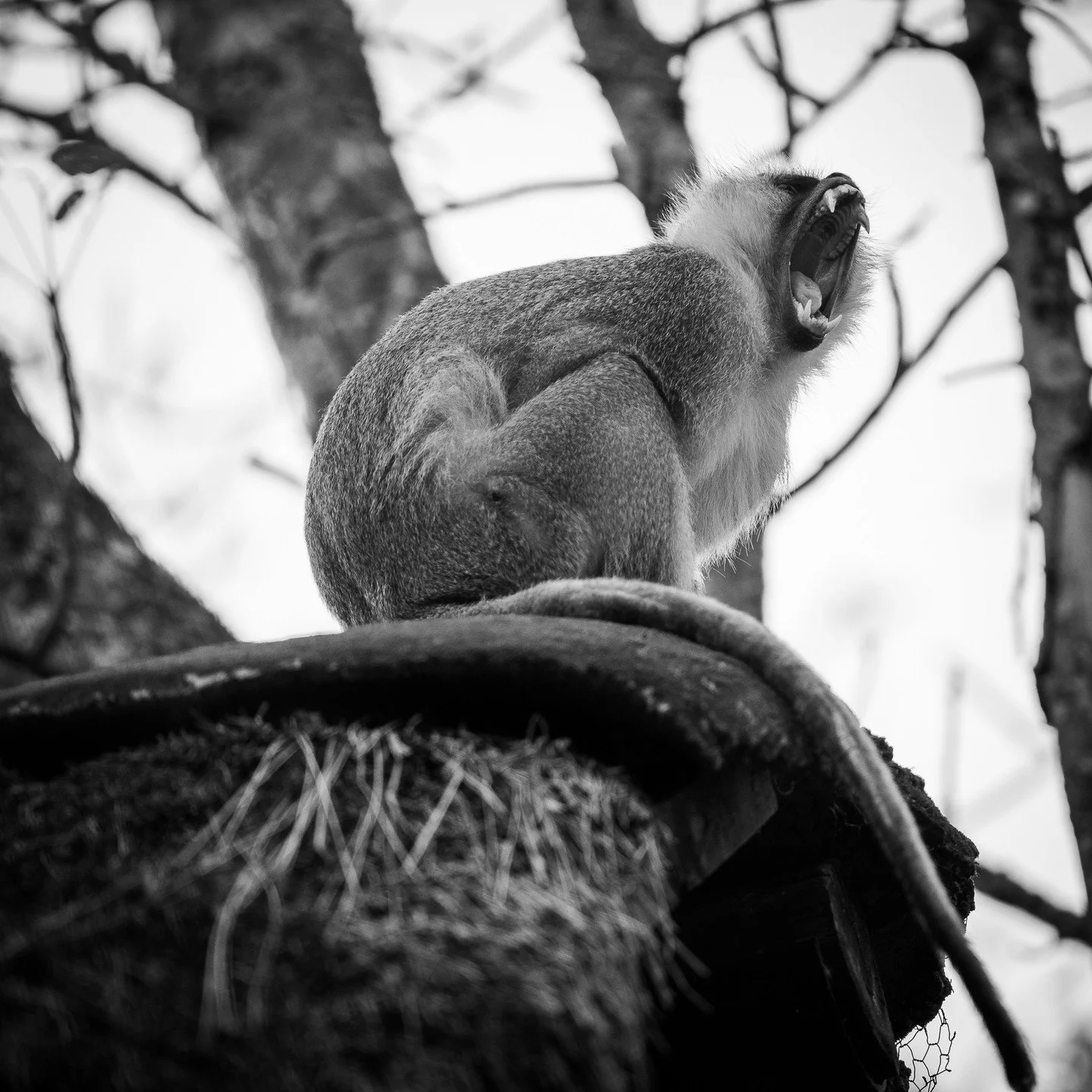 #monkey #zambia #safari #yawn #blackandwhite