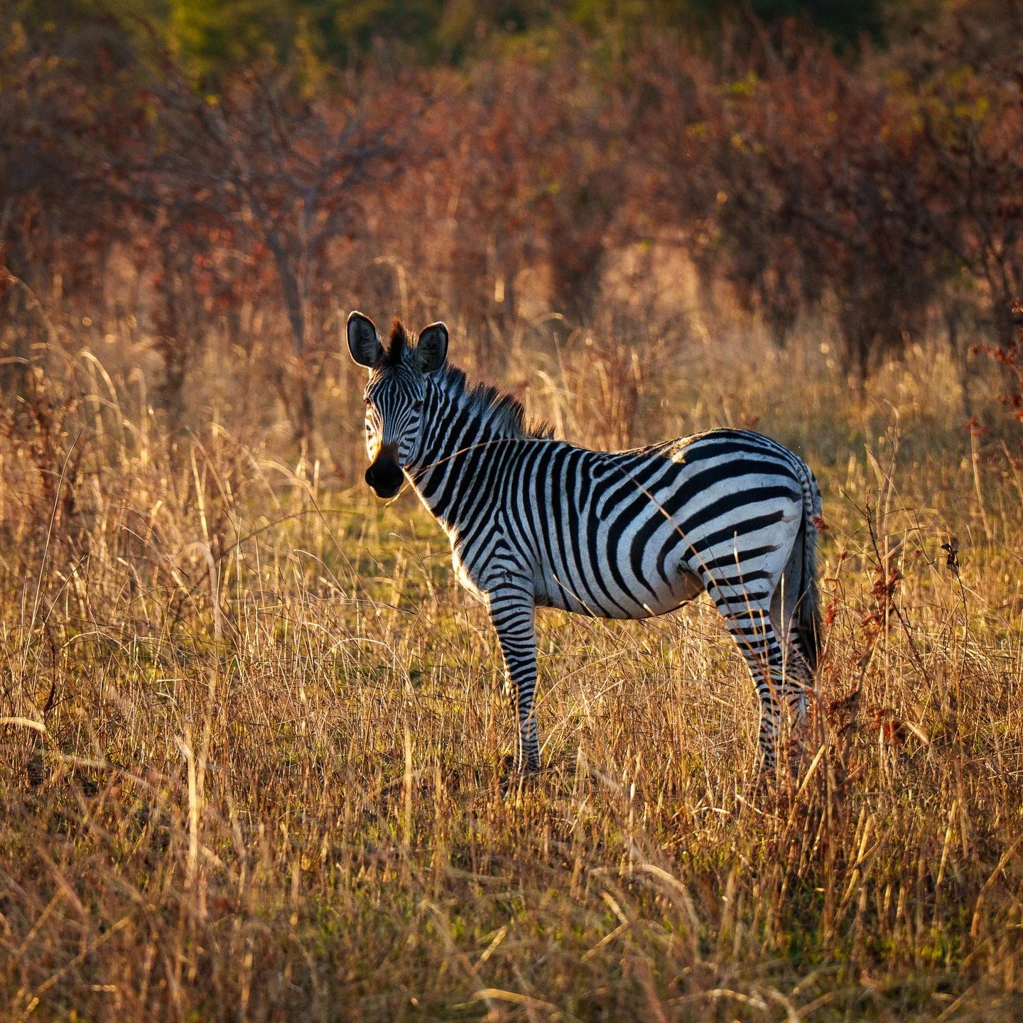#zambia #safari #zebra #africa @chaminukalodge #goldenhour #sunset