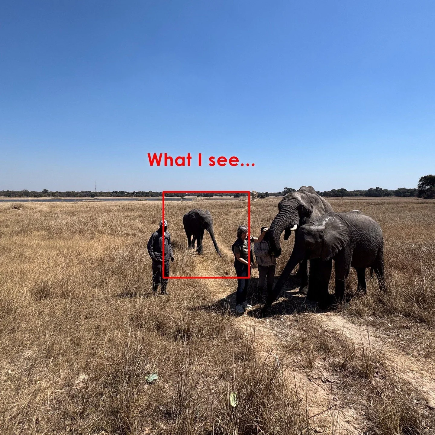 What I see vs What I shoot. #whatisee #whatiseevswhatishoot #zambia #safari #africa #animals #pov #elephants @chaminukalodge