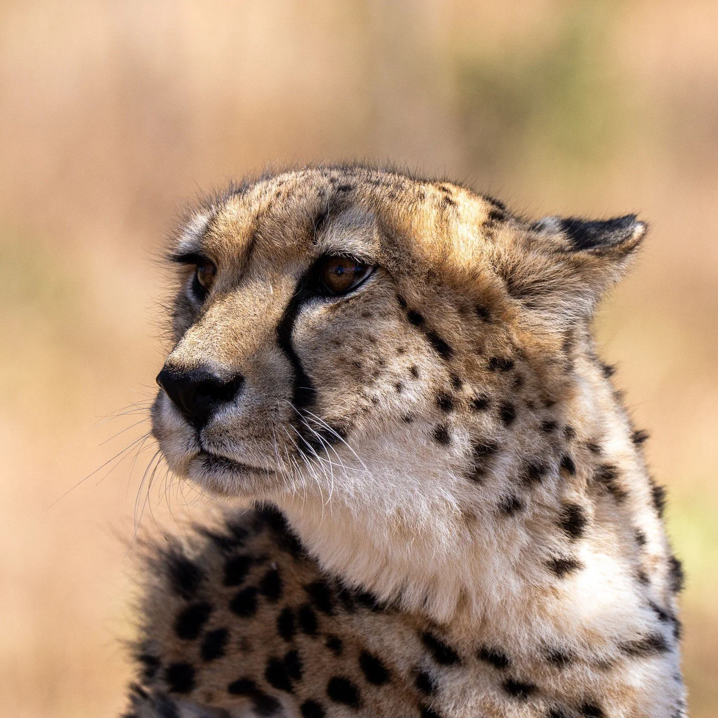 #zambia #africa #cheetah #experience @chaminukalodge #safari