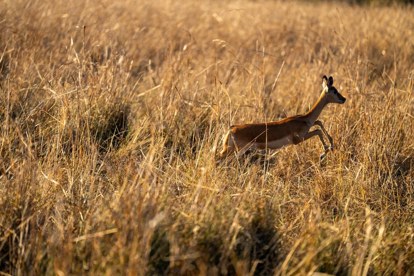 #animals #running #deer #zambia #africa #goldenhour