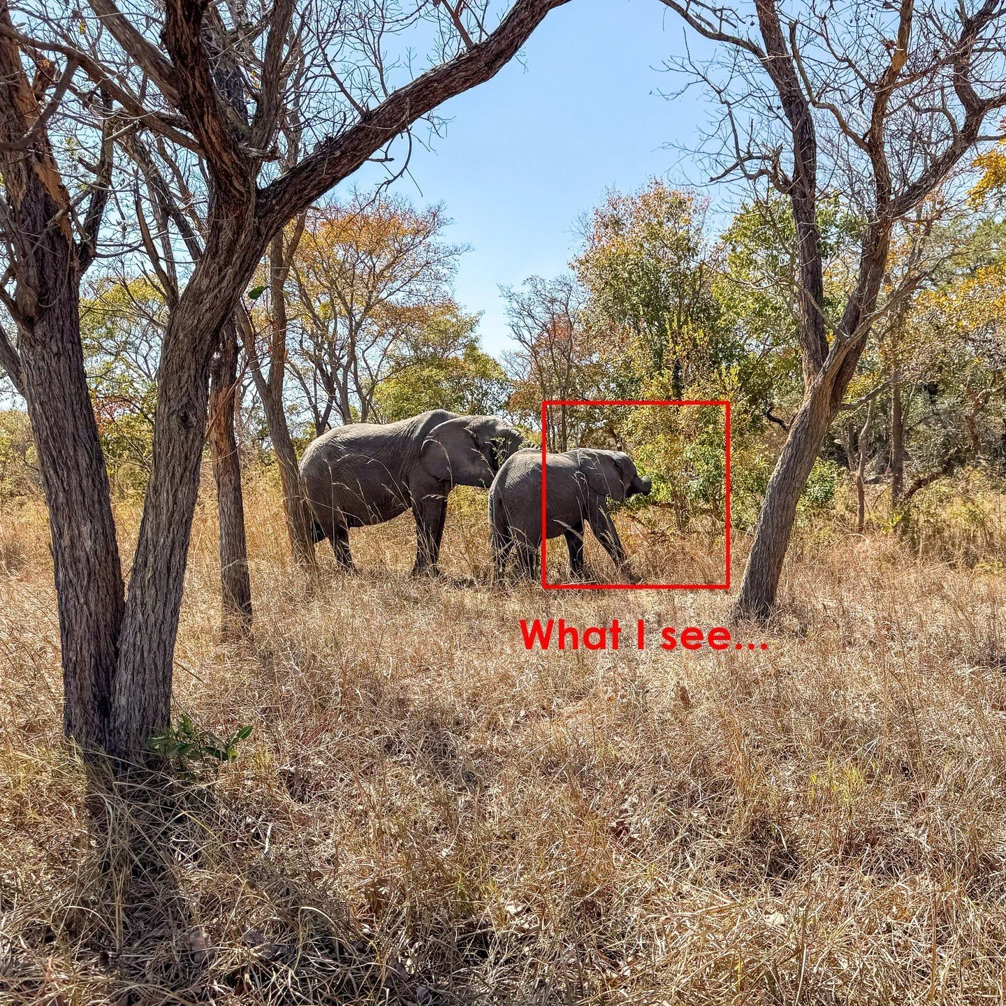 What I see vs What I shoot. #whatisee #whatiseevswhatishoot #zambia #safari #africa #animals #pov #elephants @chaminukalodge