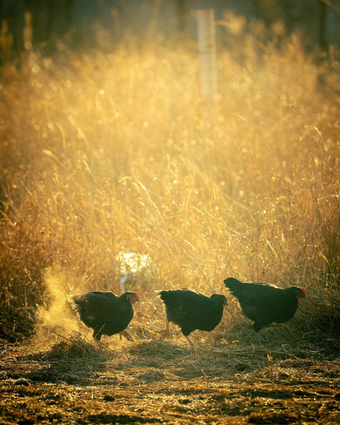free range chicken - village outside of Lusaka, Zambia (not on a safari, this is more like #streetphotography and the villages just have them running around. Not sure if for food, pets, eggs??) #chickens #chickensofzambia @africa #goldenhourphotograp