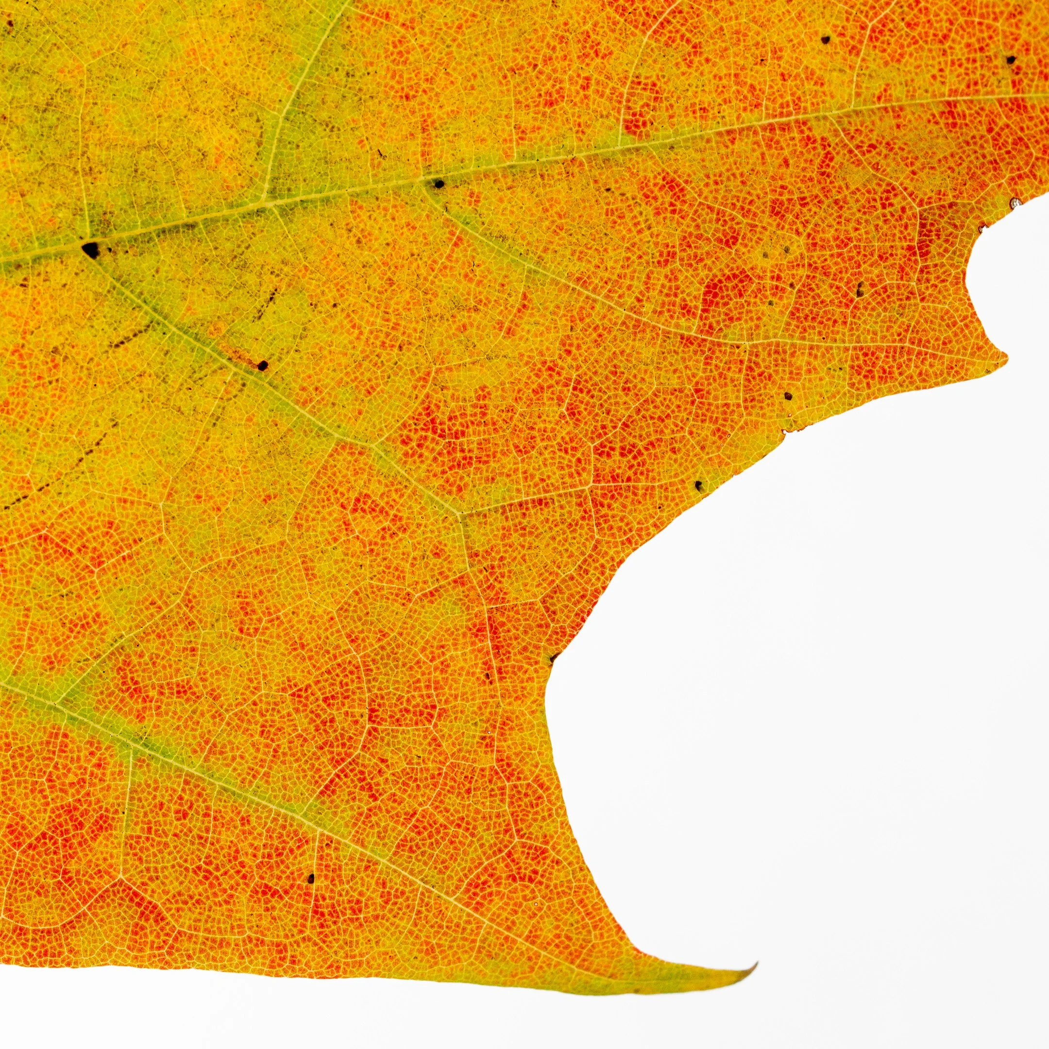 Red Maple Leaf Fall Color Print 3
