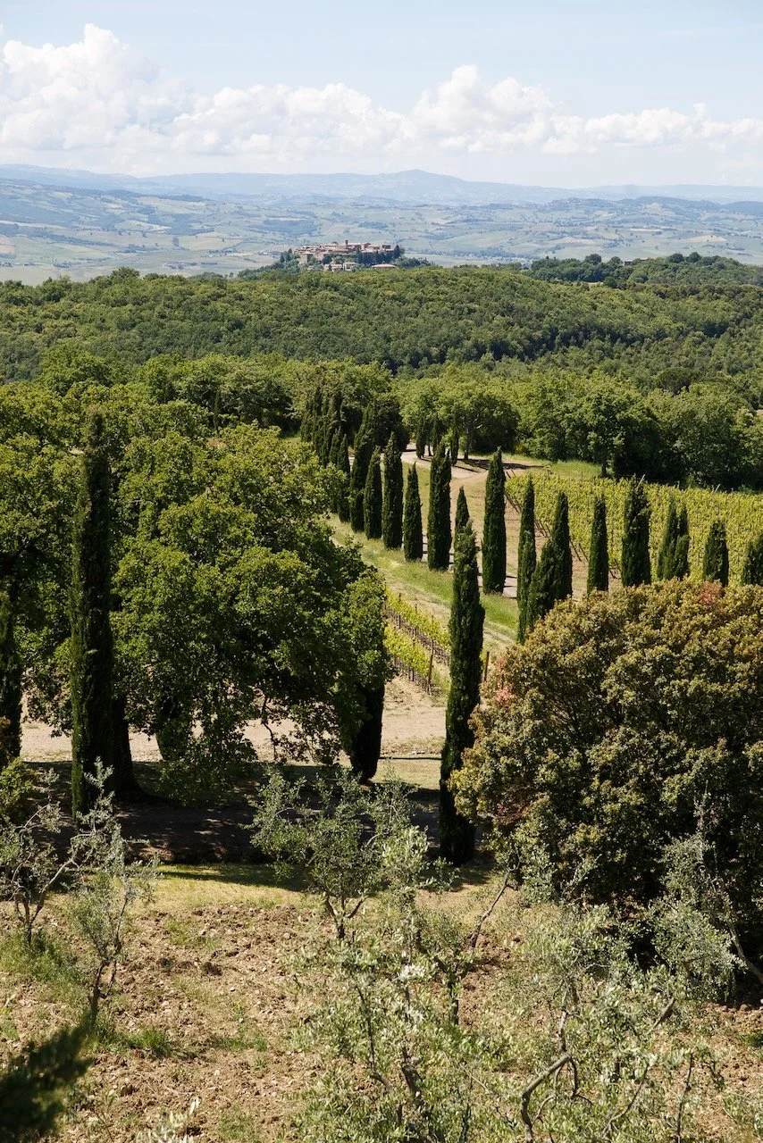 Near Poggio Antico vineyerd