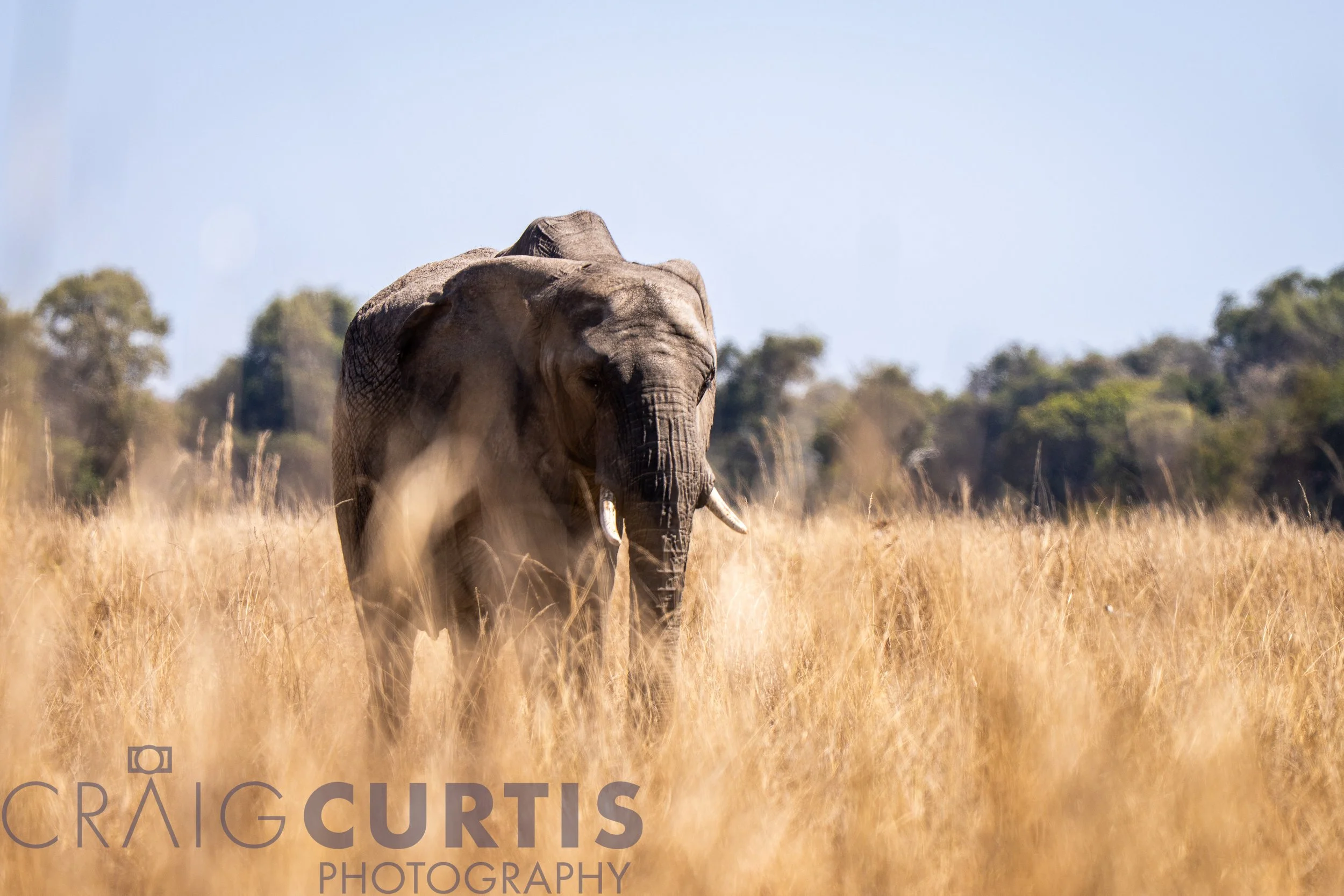 Elephant in the field