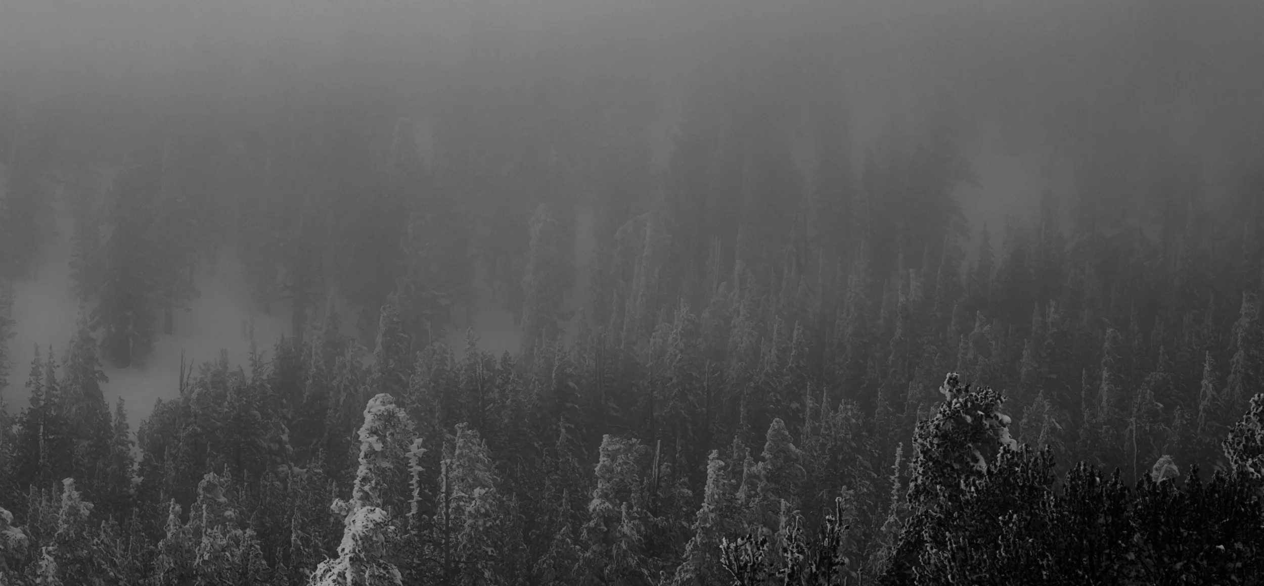 Tahoe Trees