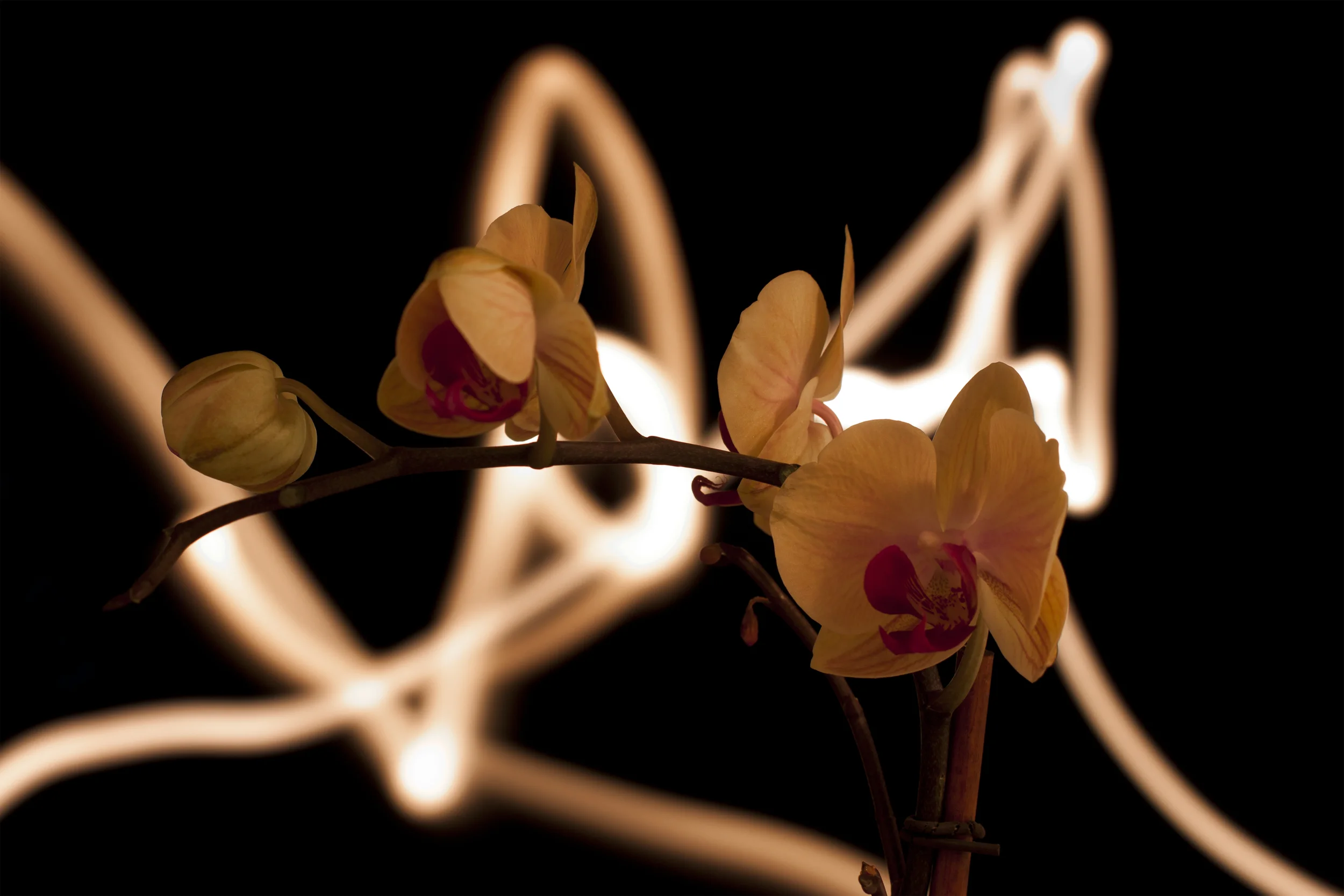 Orchid with Light Writing