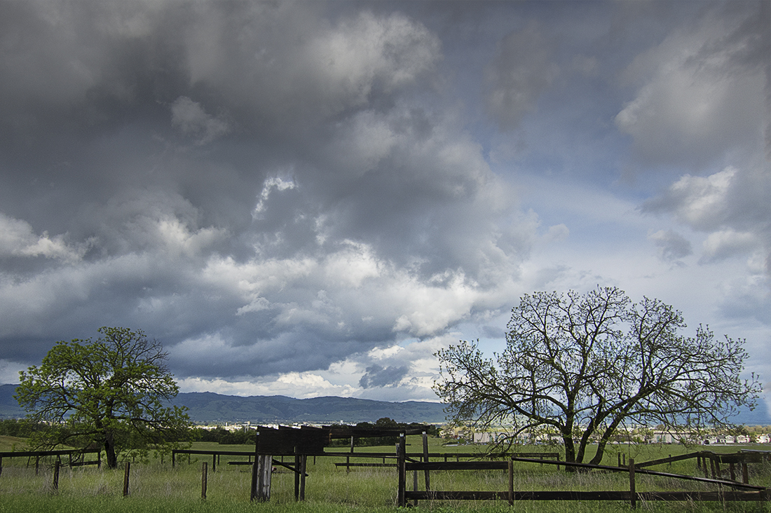 Tree and Broken Corral