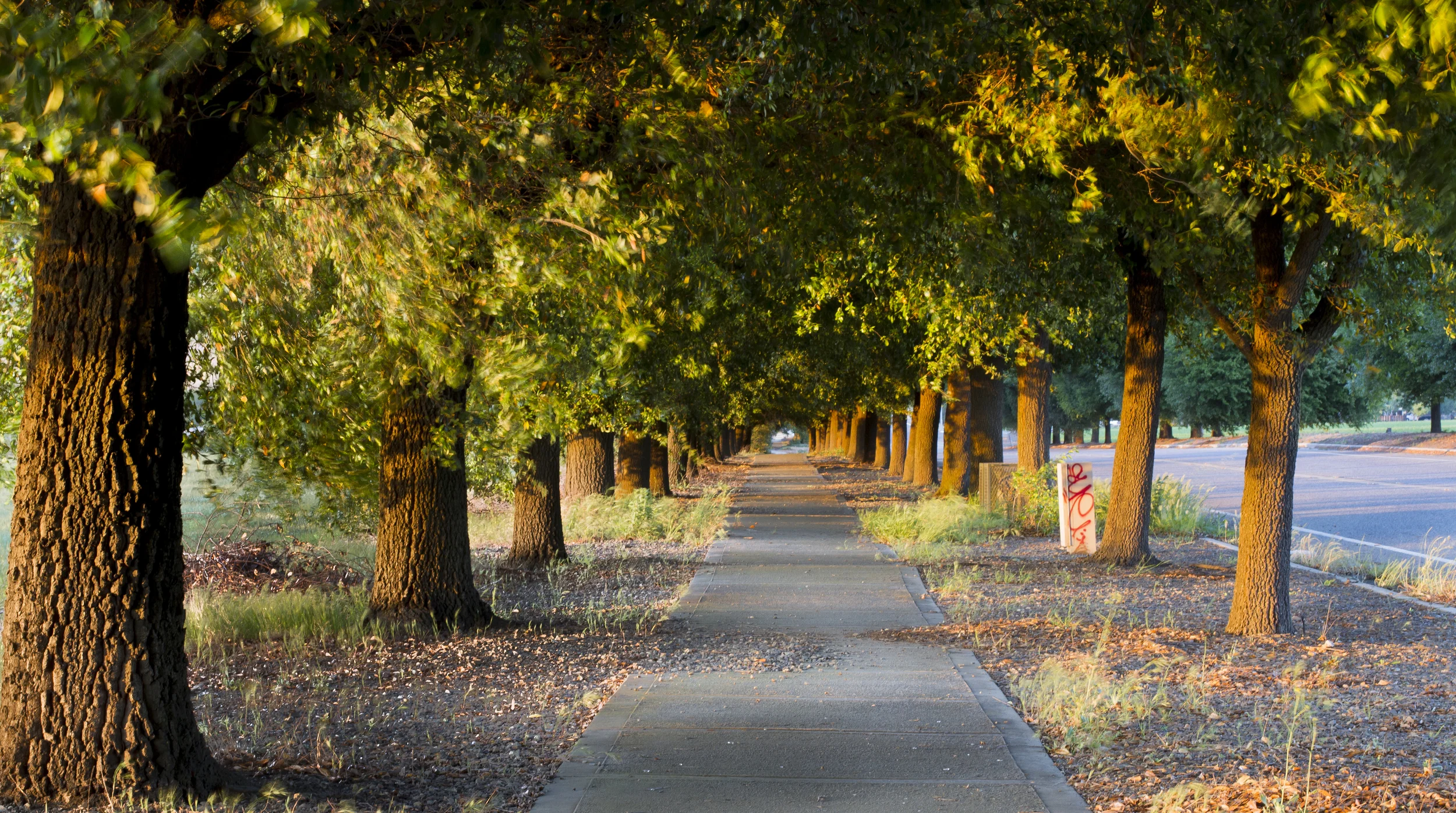 Windy Path