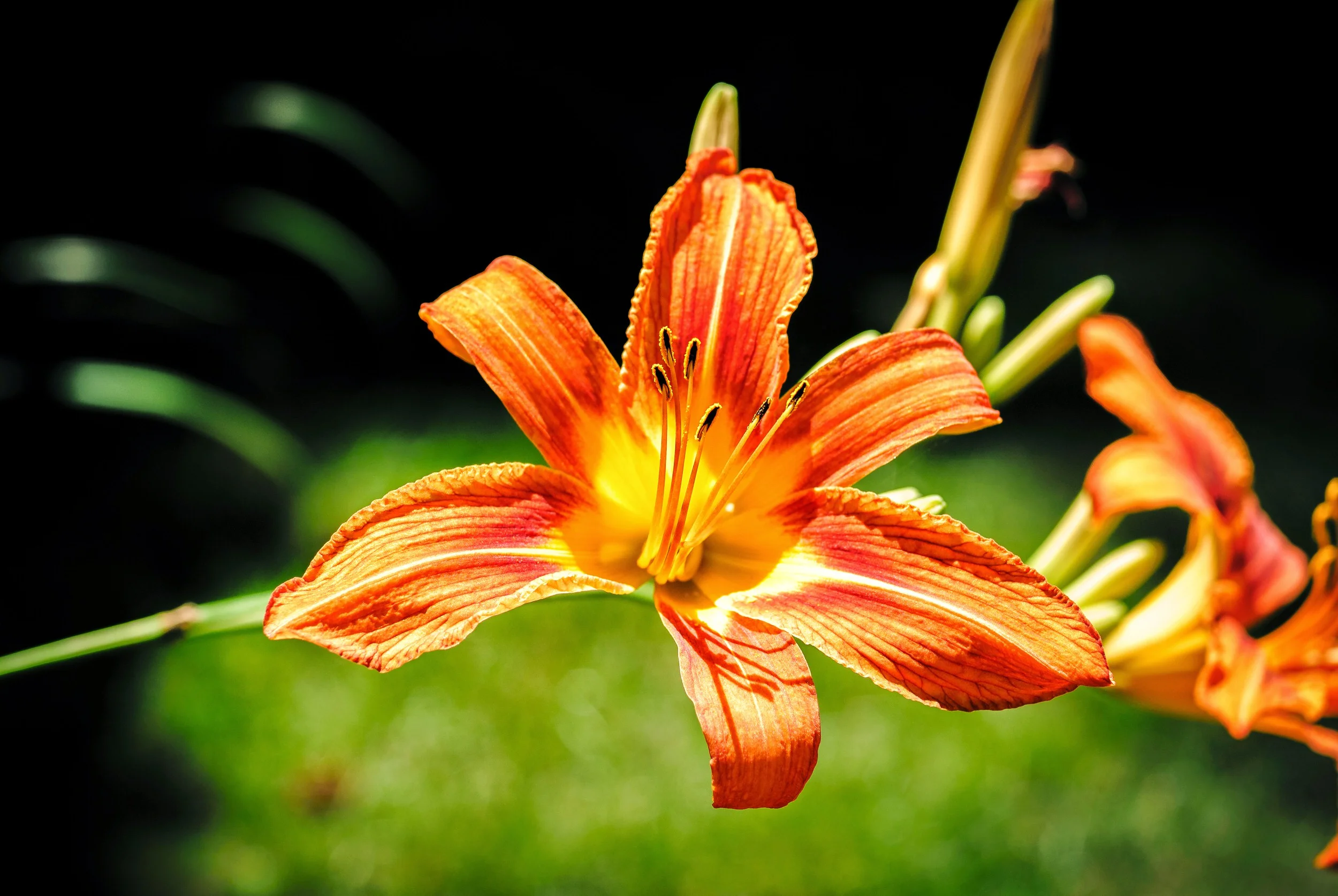 2014 06 30 11 Jewett Ave Tenafly Flowers DSC_4506 NEF TO DNG V8.jpg