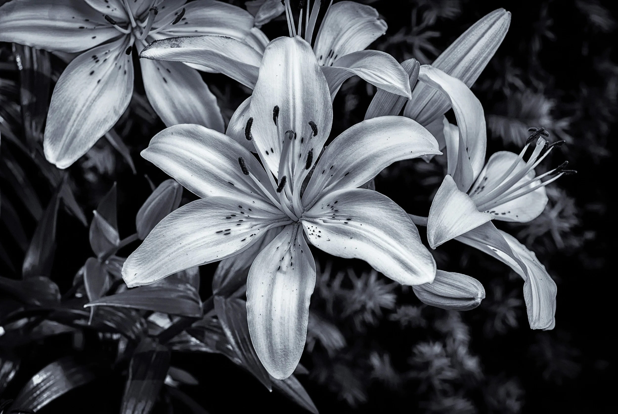 2014 06 30 11 Jewett Ave Tenafly Flowers DSC_4548 NEF TO DNG V8-Edit.jpg