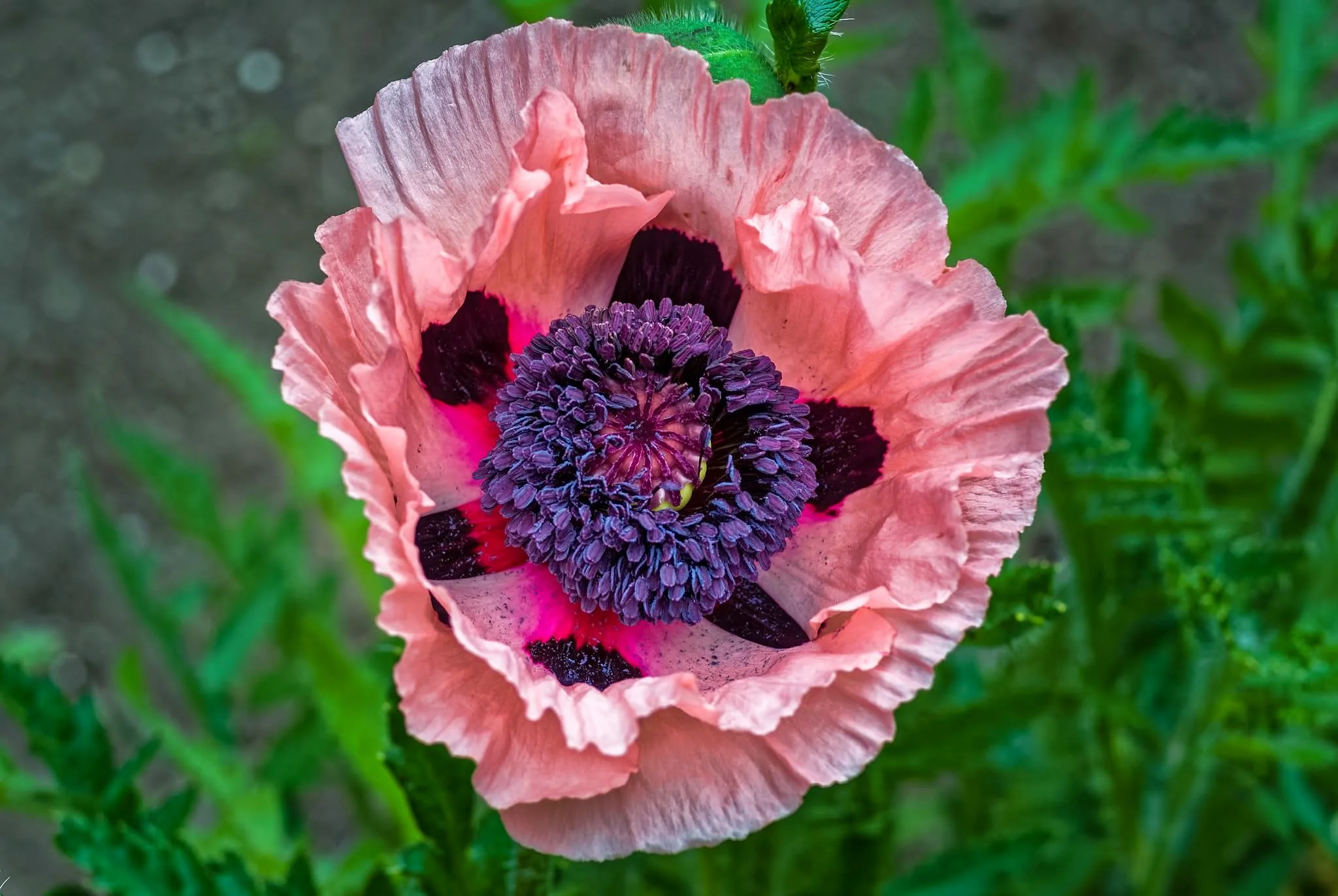 2015 05 25 Flowers At Green Cove Home DSC_6460_DxO.jpg