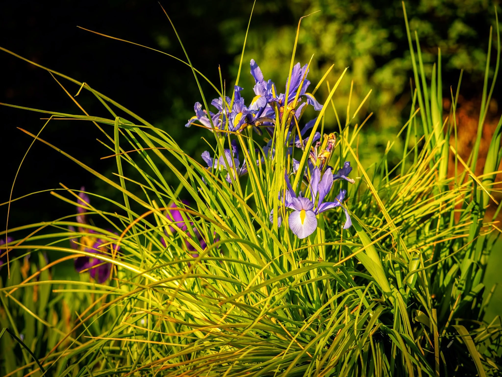 2015 04 29 Green Cove Home Flowers _4299500.jpg