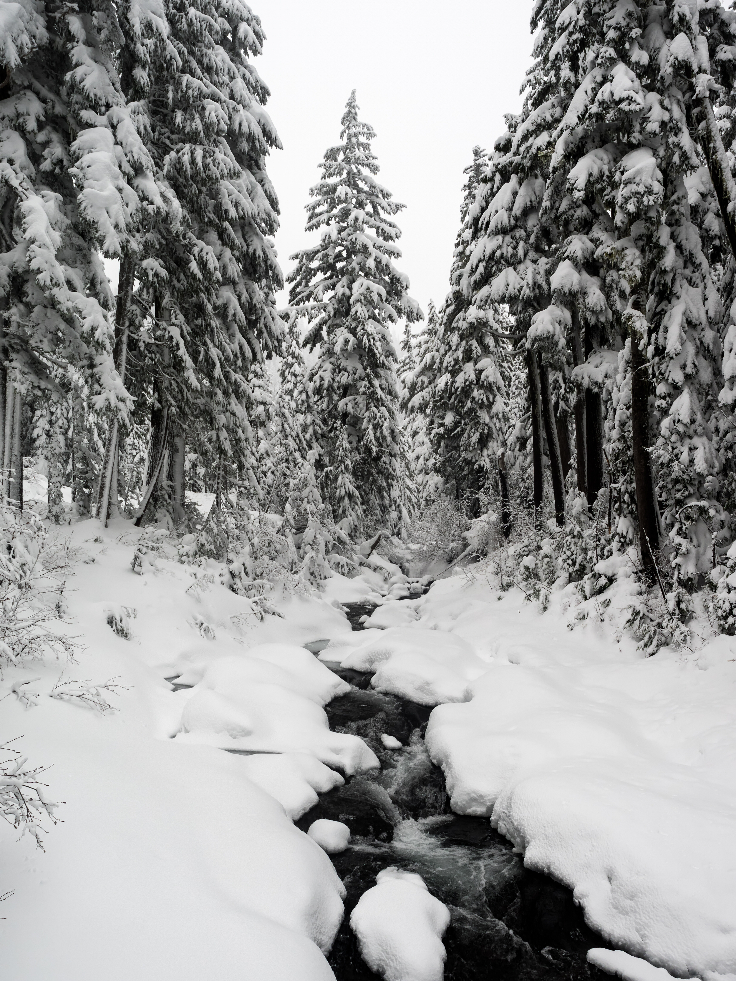 2016 12 02 Paradise At Mt Rainier_C020610-Edit.jpg