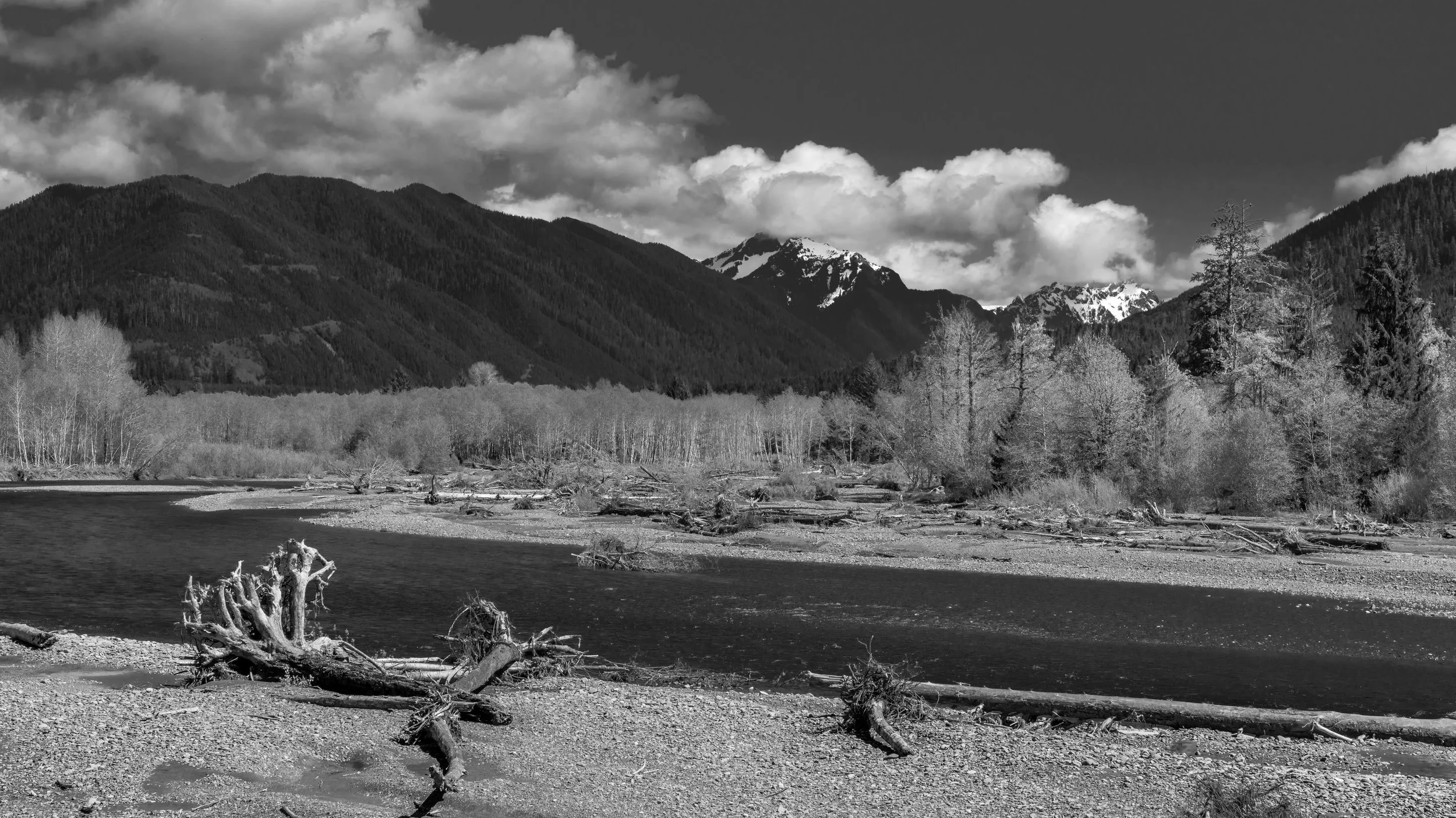 209 04 24 Hoh Rainforest_DSC3526.jpg