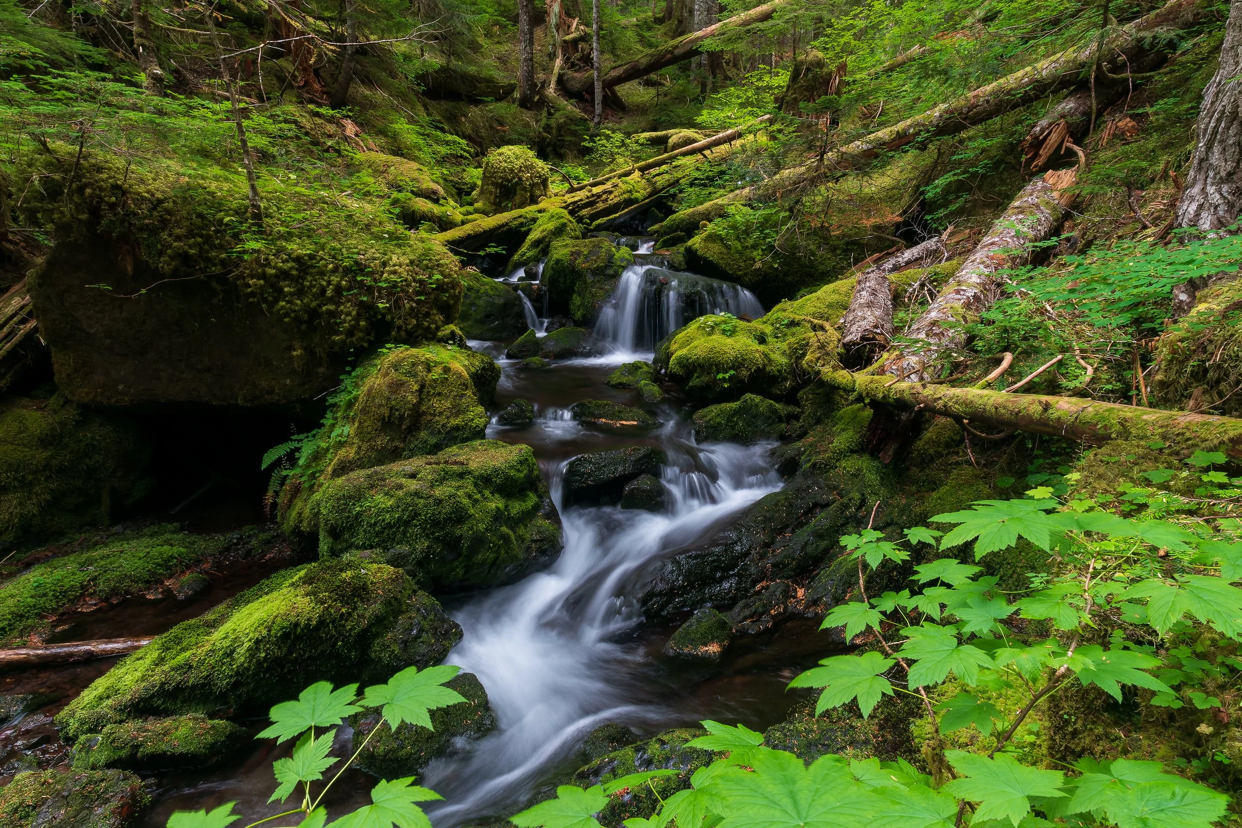 2021 09 10 Tunnel Creek_JTC7183-ARW_DxO_DeepPRIME-Edit.jpg