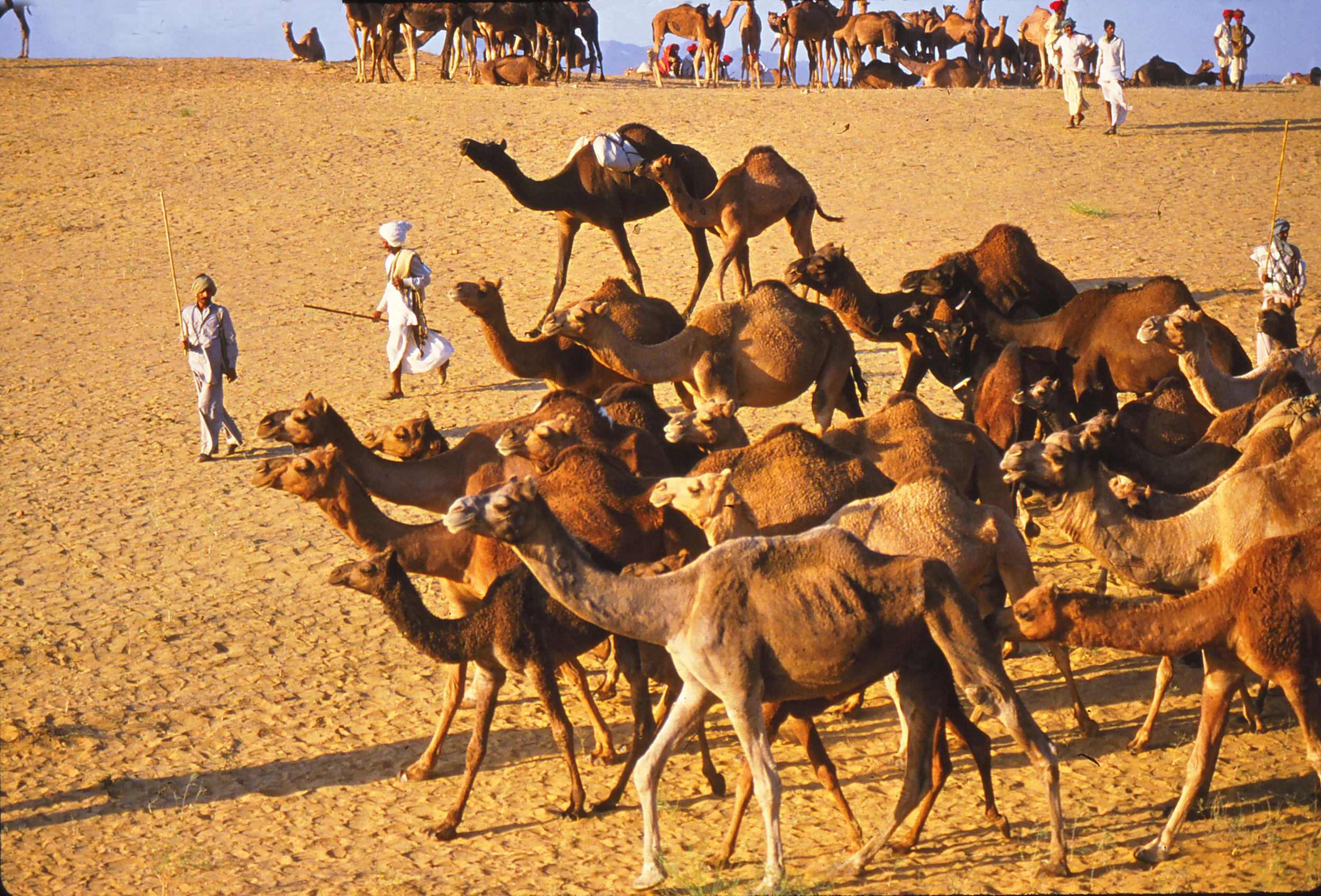 42pushkar.jpg