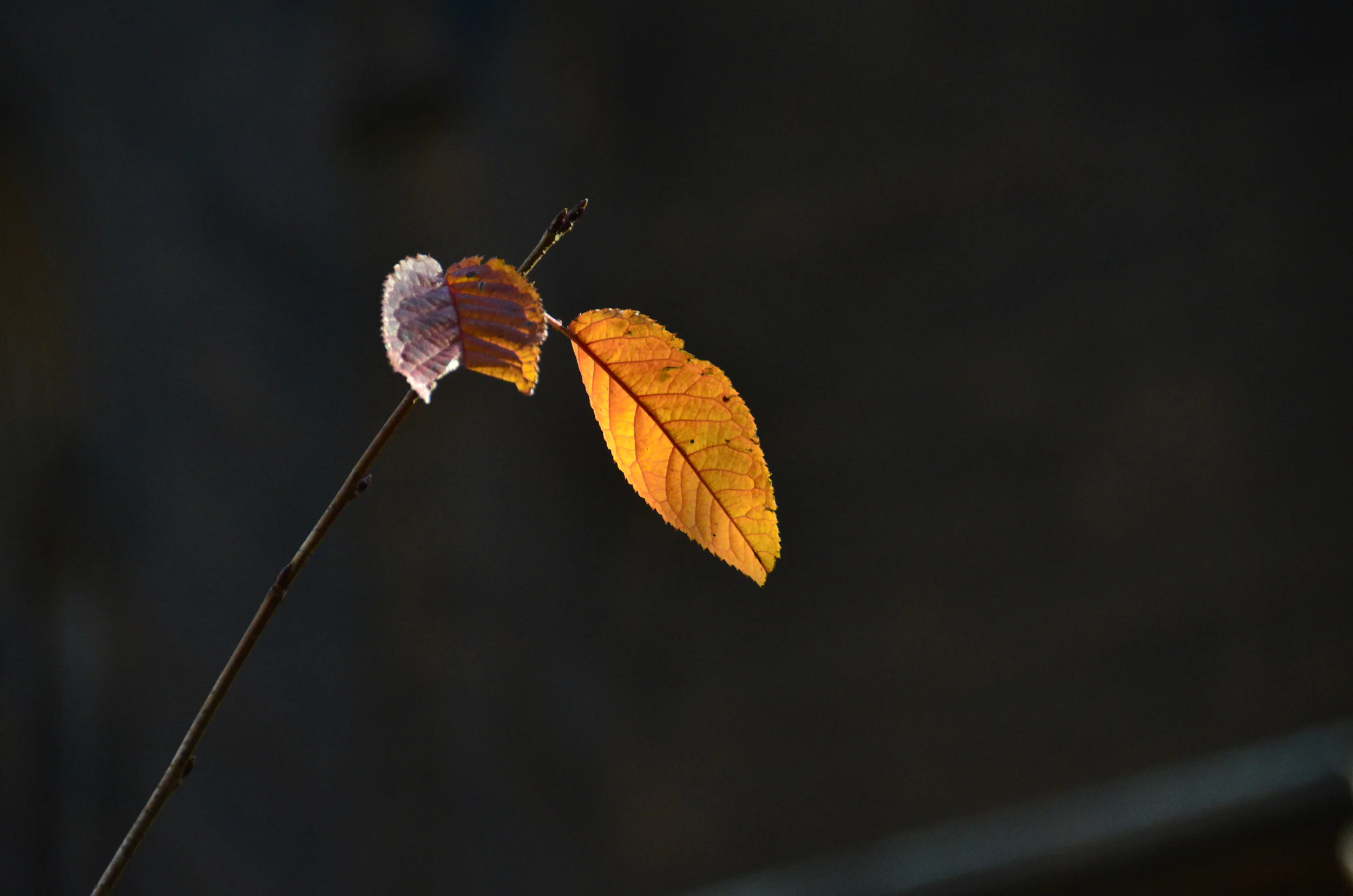 illuminatedleaf.jpg