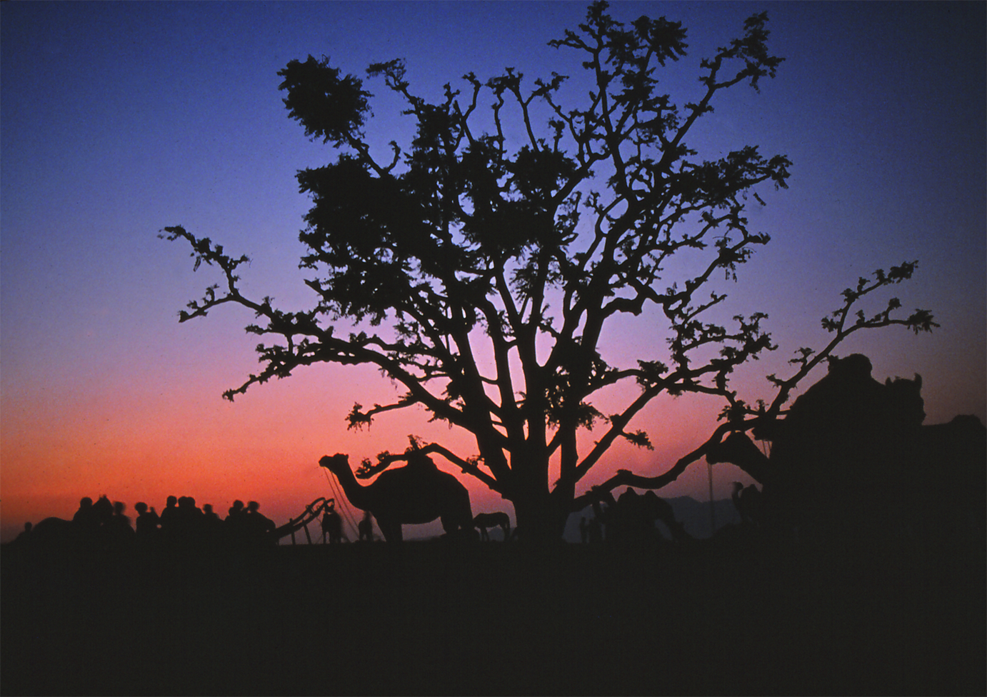 Pushkar at Sunset