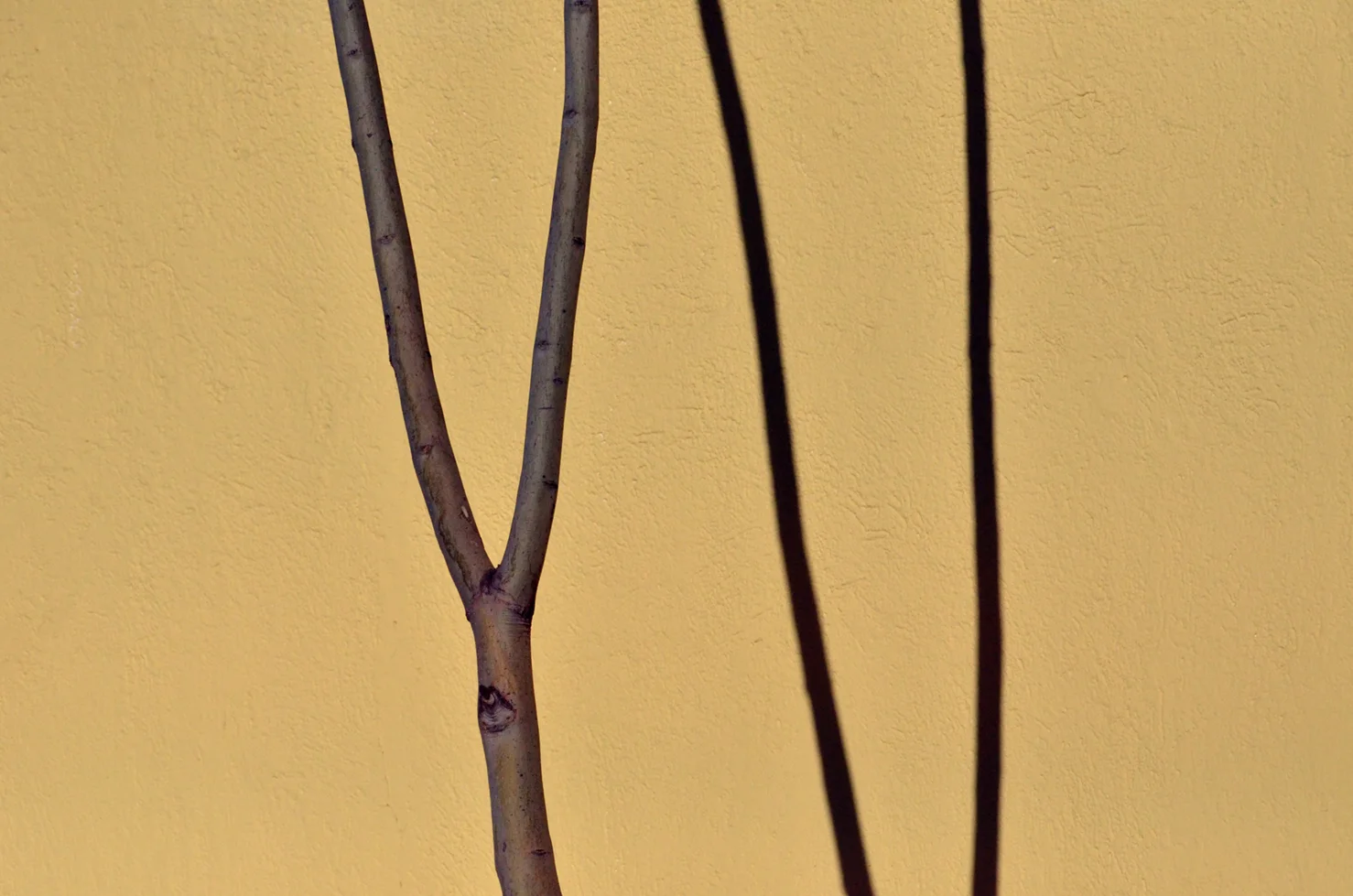 Minimal Tree and Shadow