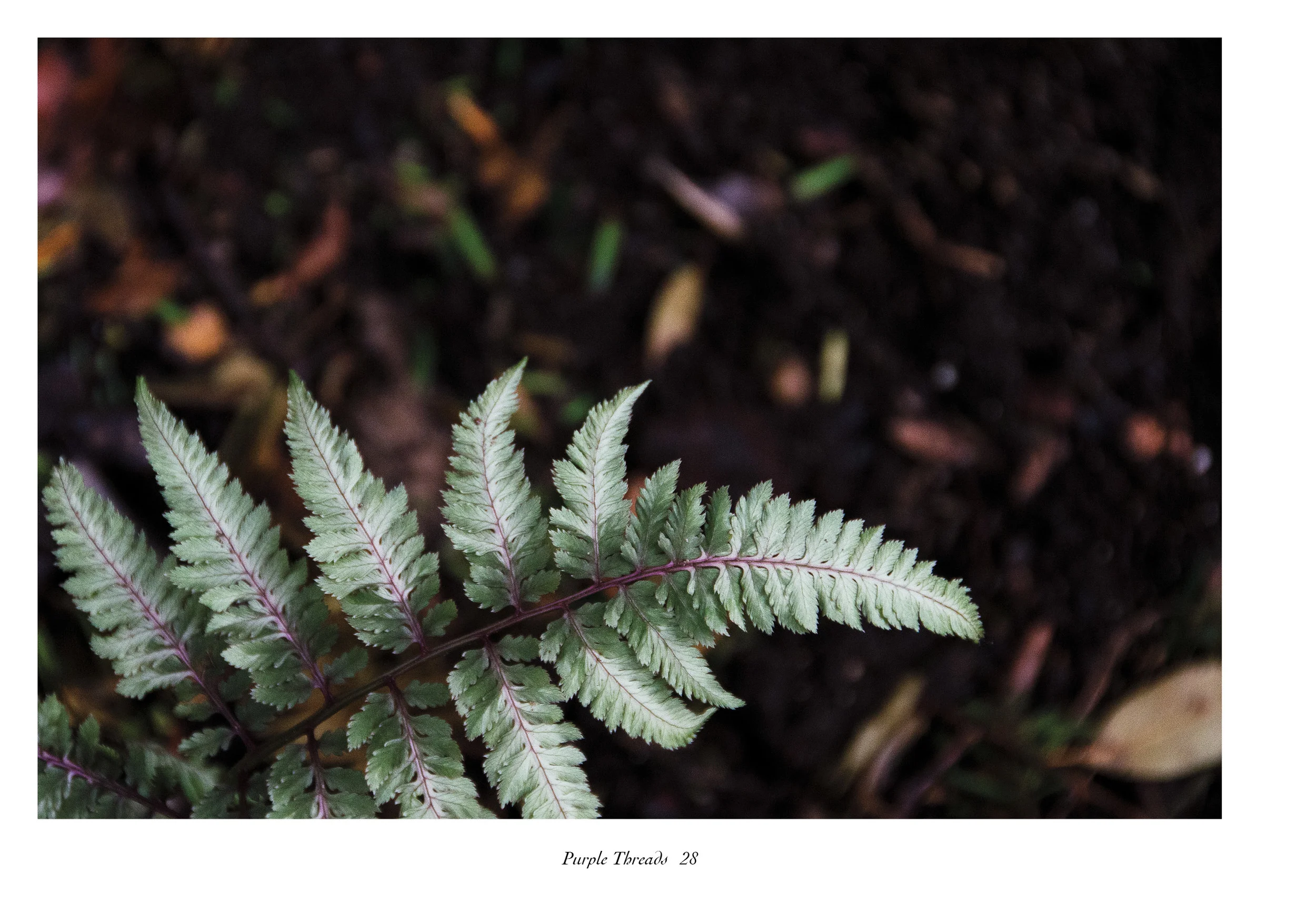 IntoSpring_July11_completewithcoversreduced32.jpg
