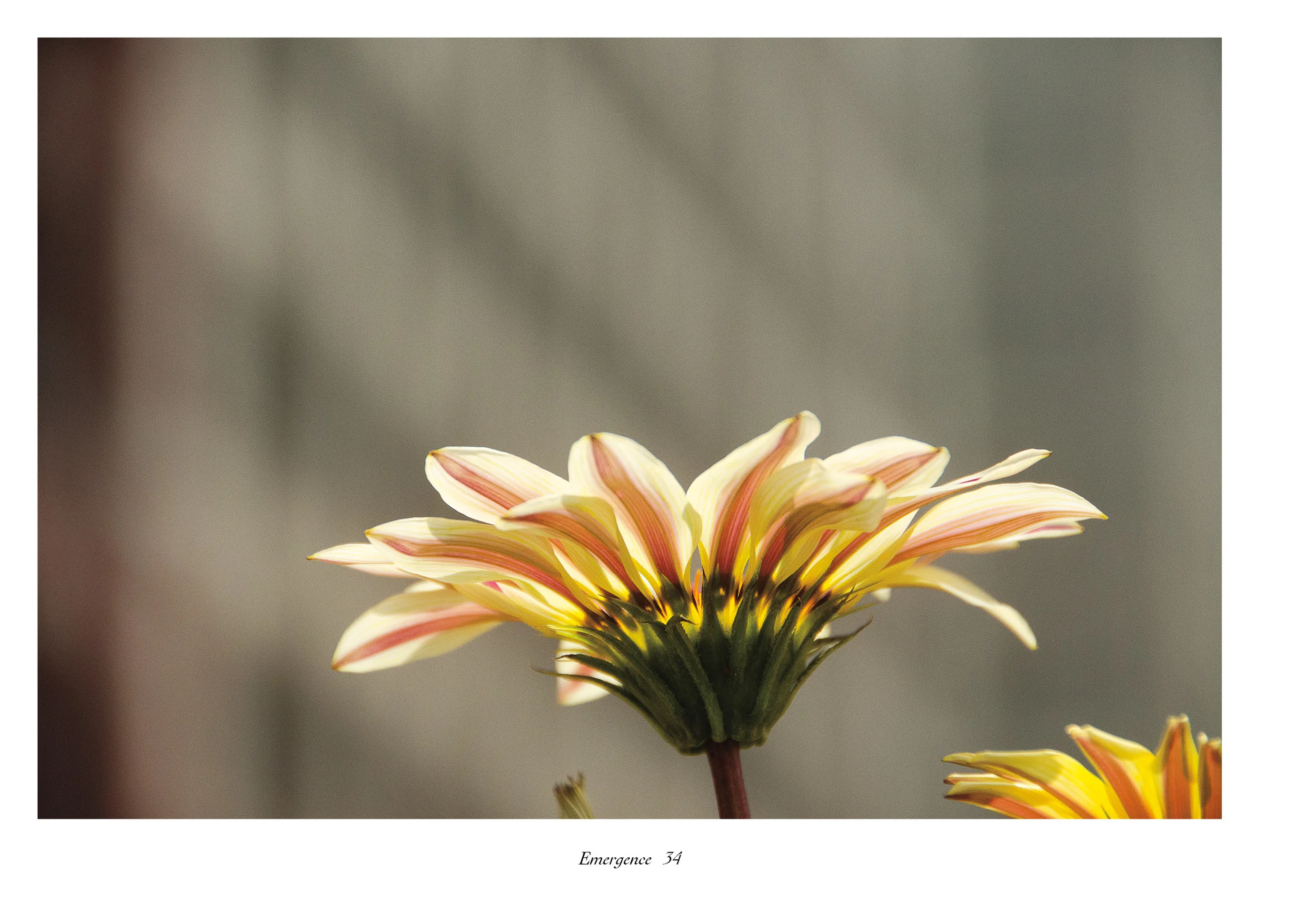 IntoSpring_July11_completewithcoversreduced38.jpg