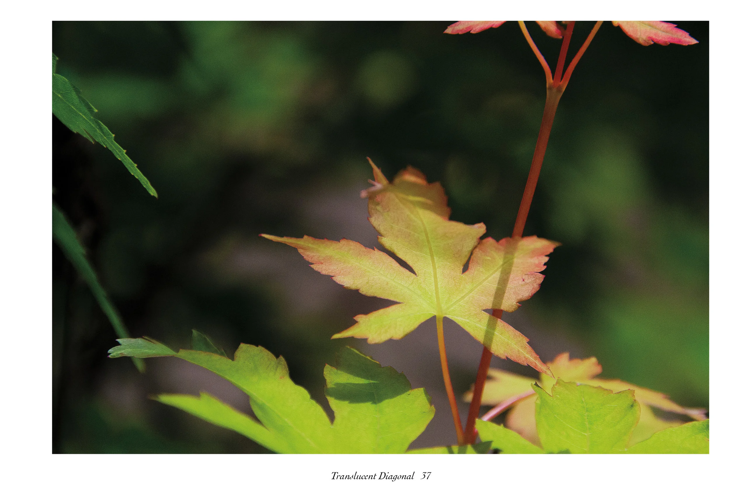 IntoSpring_July11_completewithcoversreduced41.jpg