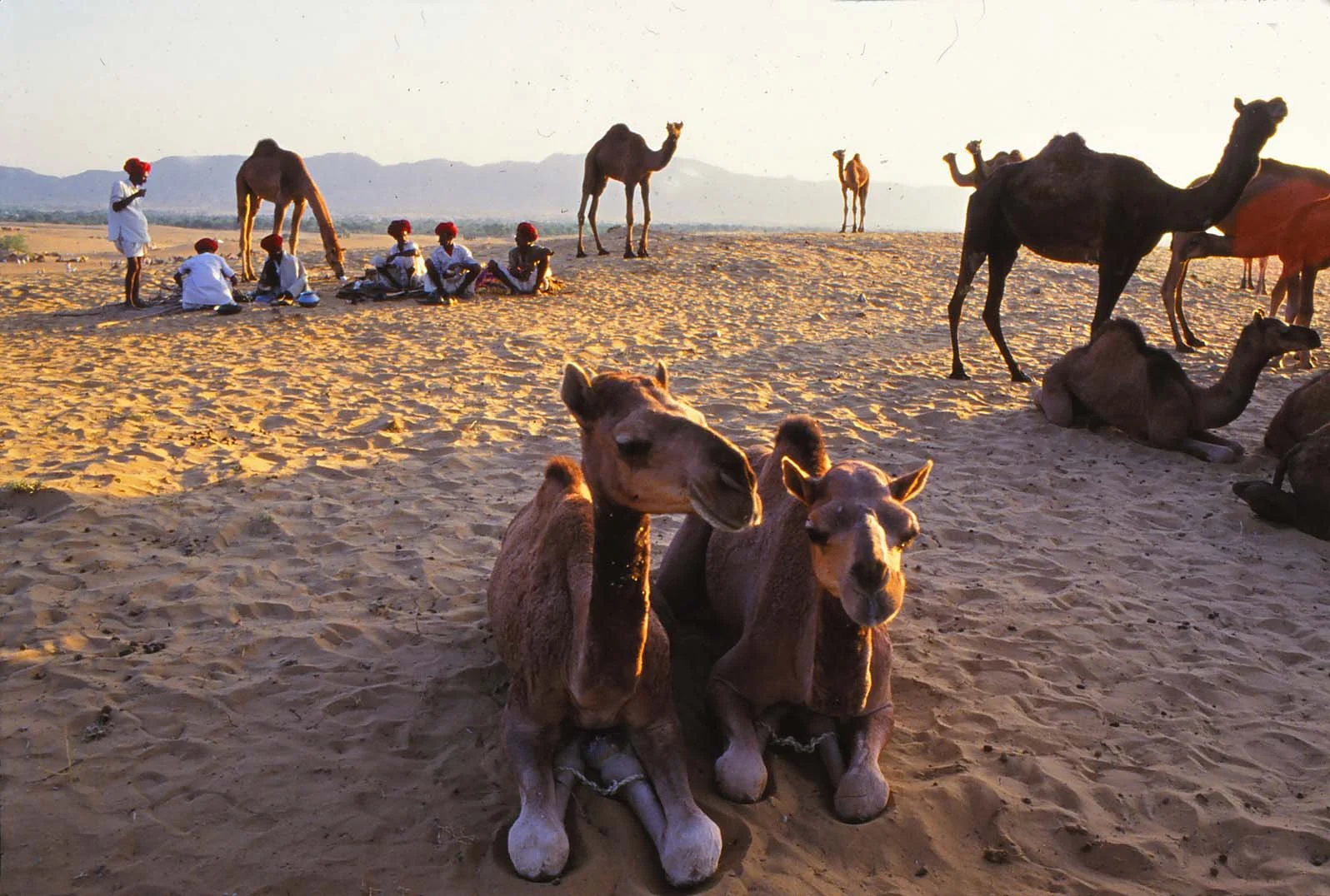2camels.jpg