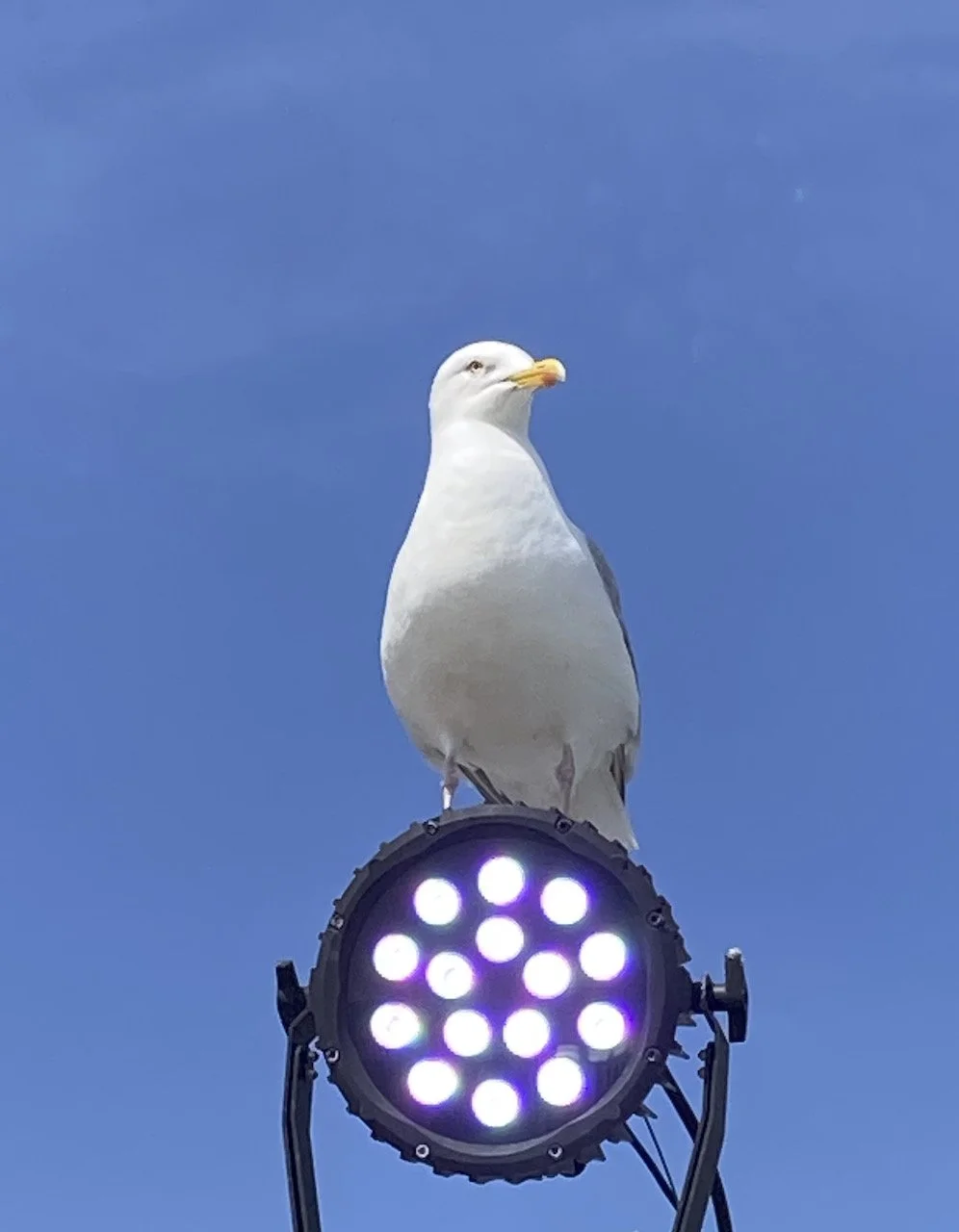 The Five Andrews sustainability goals