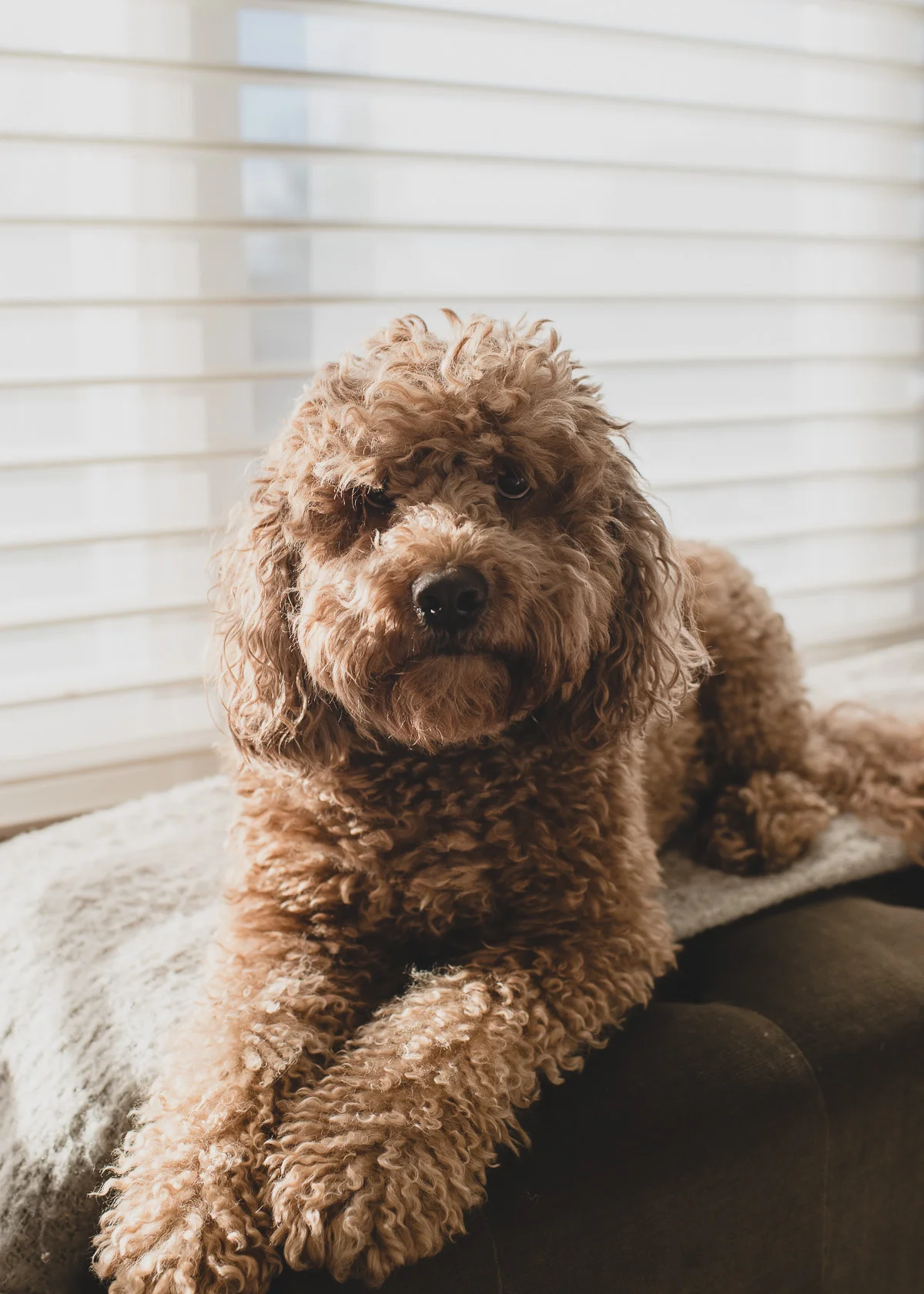 magnolia-family-pet-photograper-25.jpg