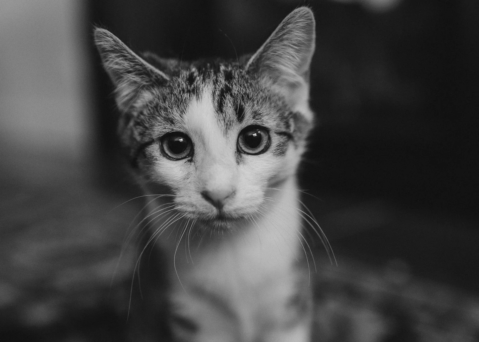 magnolia-family-pet-photograper-21.jpg