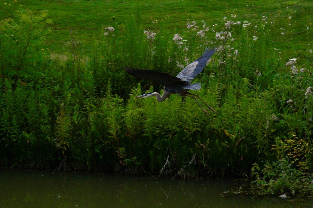 _DSC4003.jpg