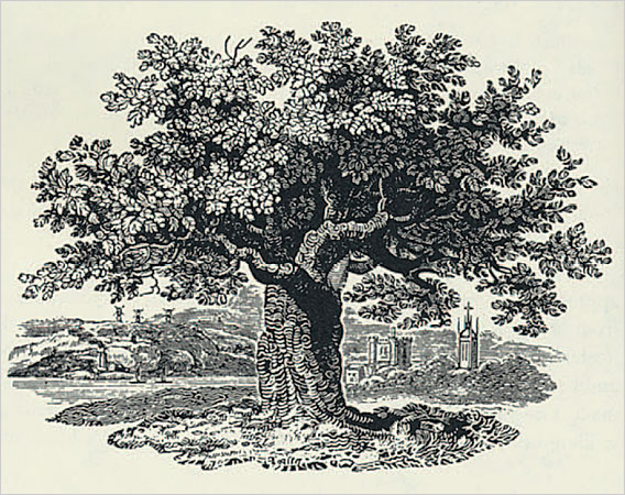Oak Tree