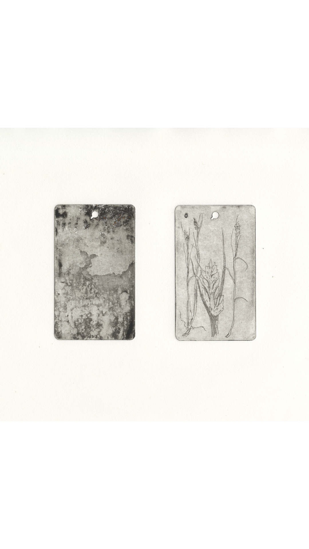 Below, Above (41° 42’ 42.27” N, 71° 17’ 20.19” W, Distichlis spicata)
