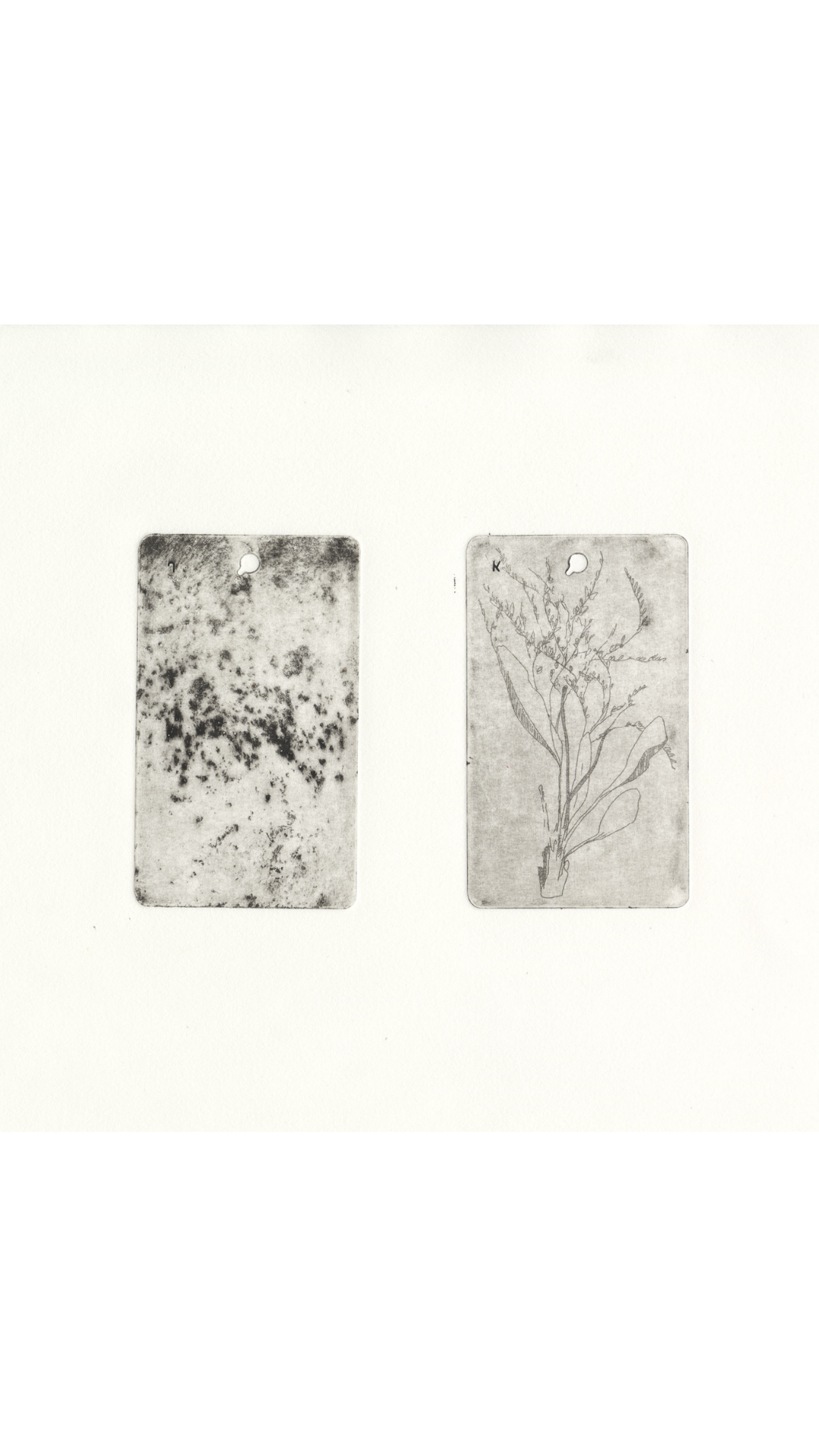 Below, Above (41° 42’ 40.57” N, 71° 17’ 27.55” W, Limonium carolinianum)