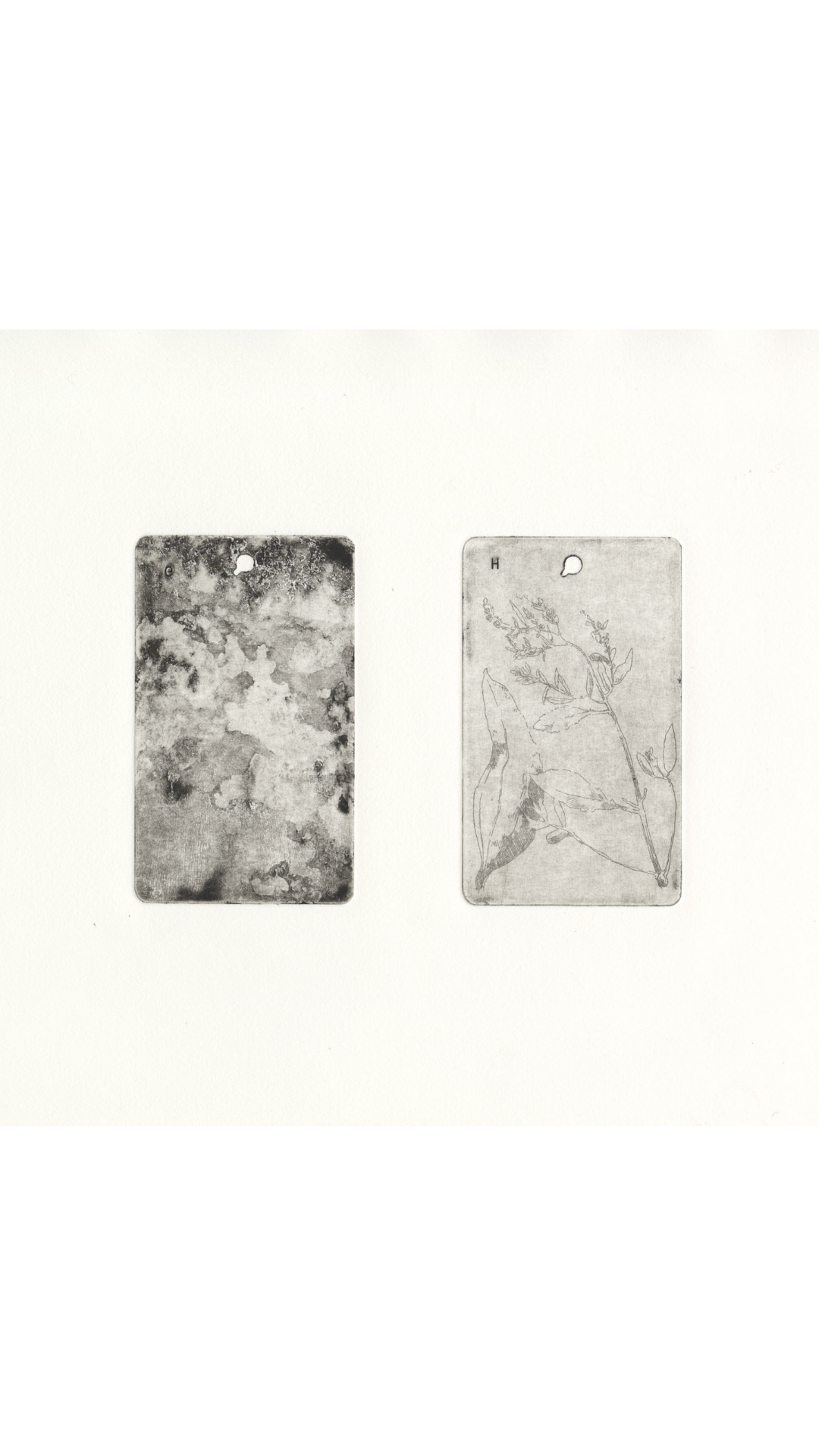 Below, Above (41° 42’ 41.75” N, 71° 17’ 22.11” W , Iva frutscens)
