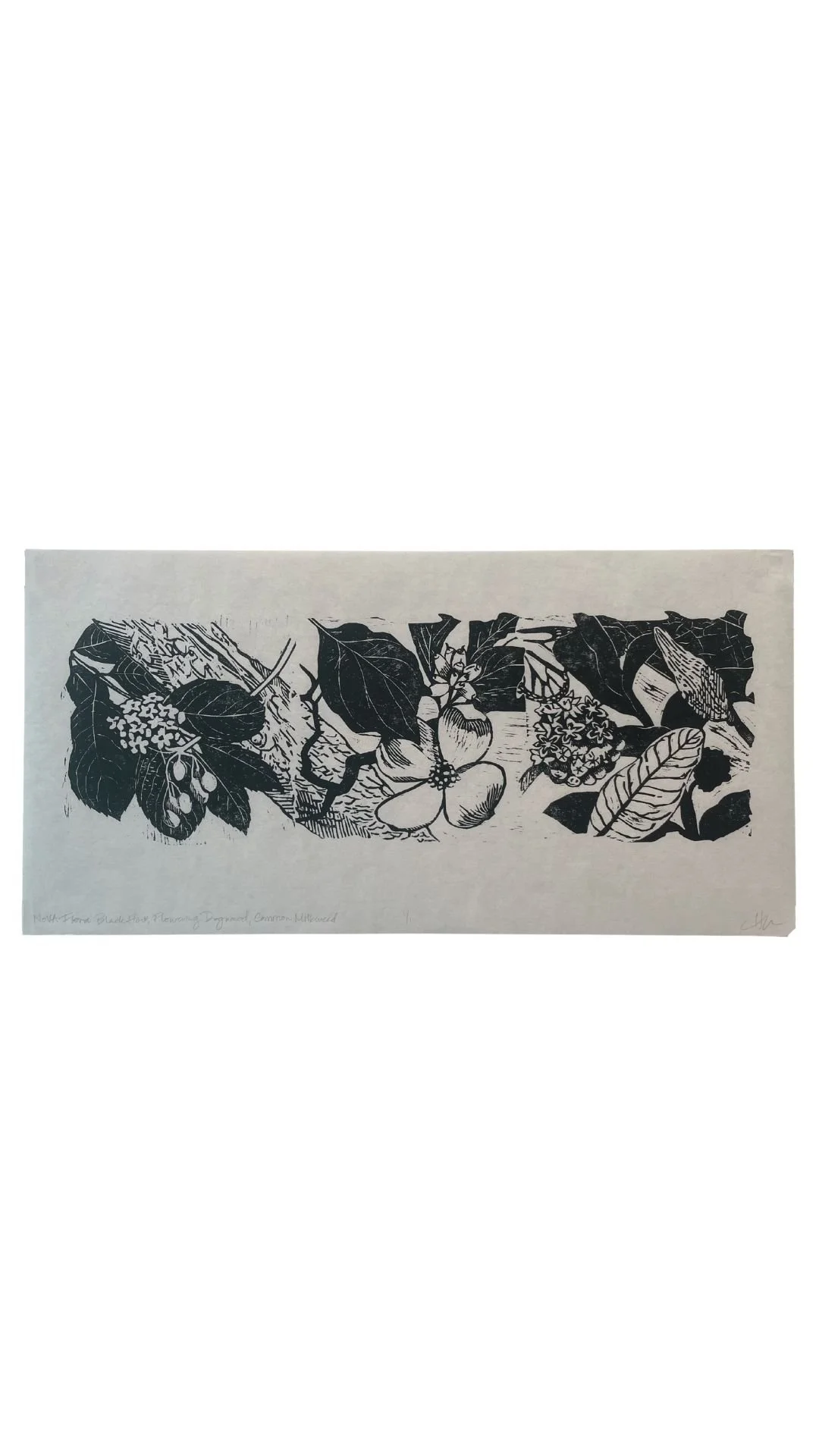 NoVA Flora: Black Haw, Flowering Dogwood, Common Milkweed