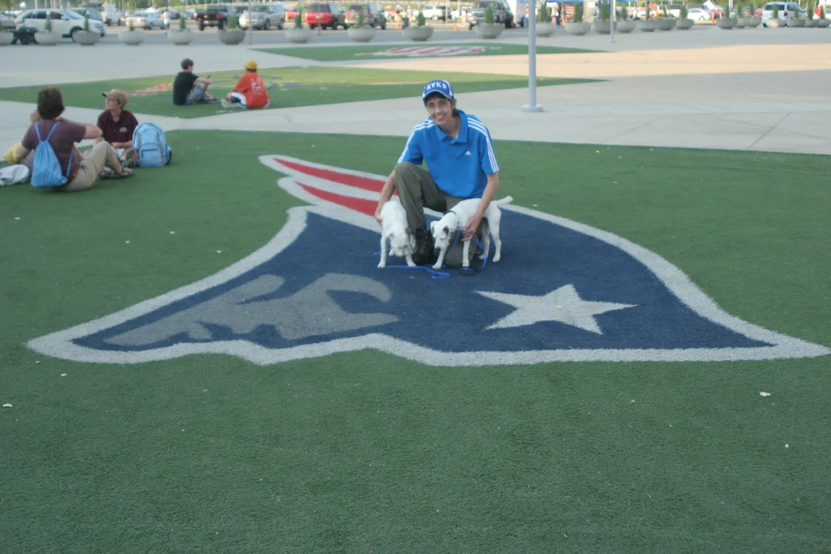 Remy and Scout sniffing the turf at Gillette Stadium