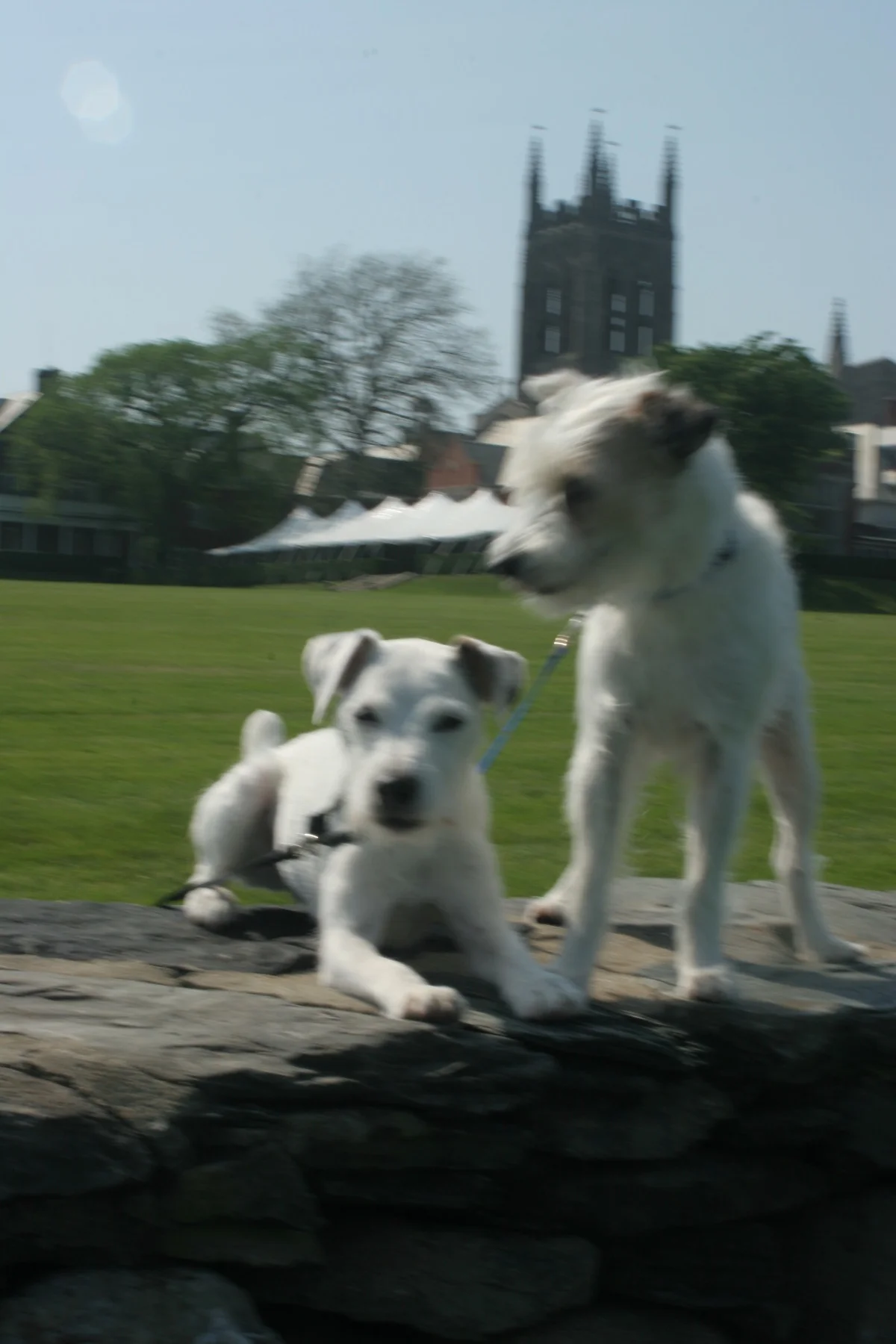 Remy and Scout at St. George's School