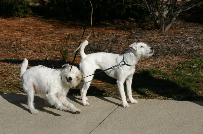 Remy pulling scout.jpg
