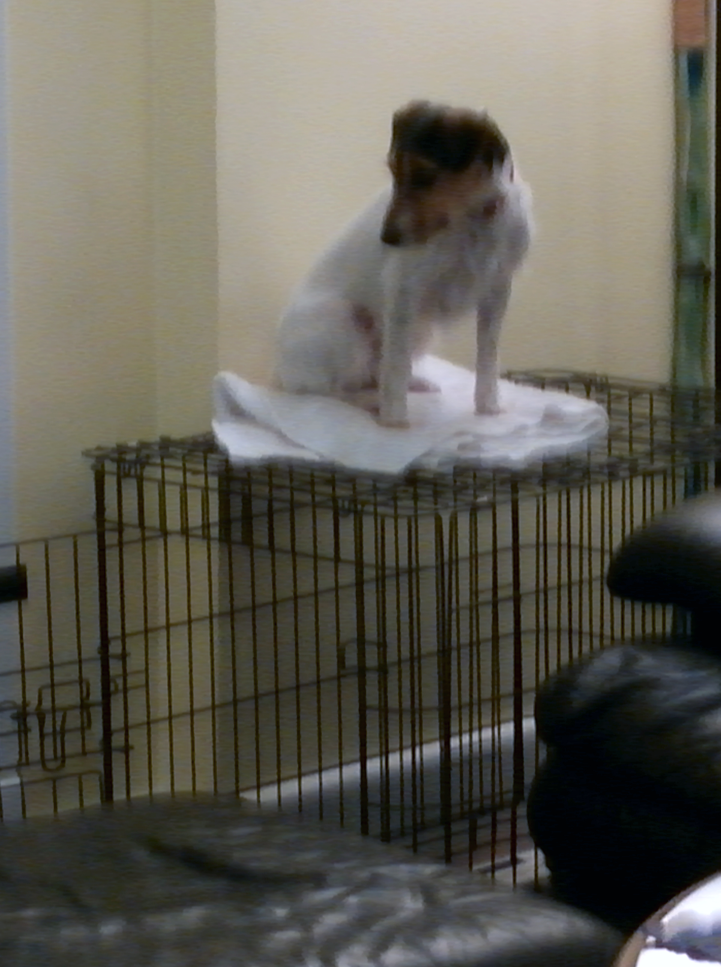 "Why are you looking at me like that? I went to my kennel, just like you asked!"
