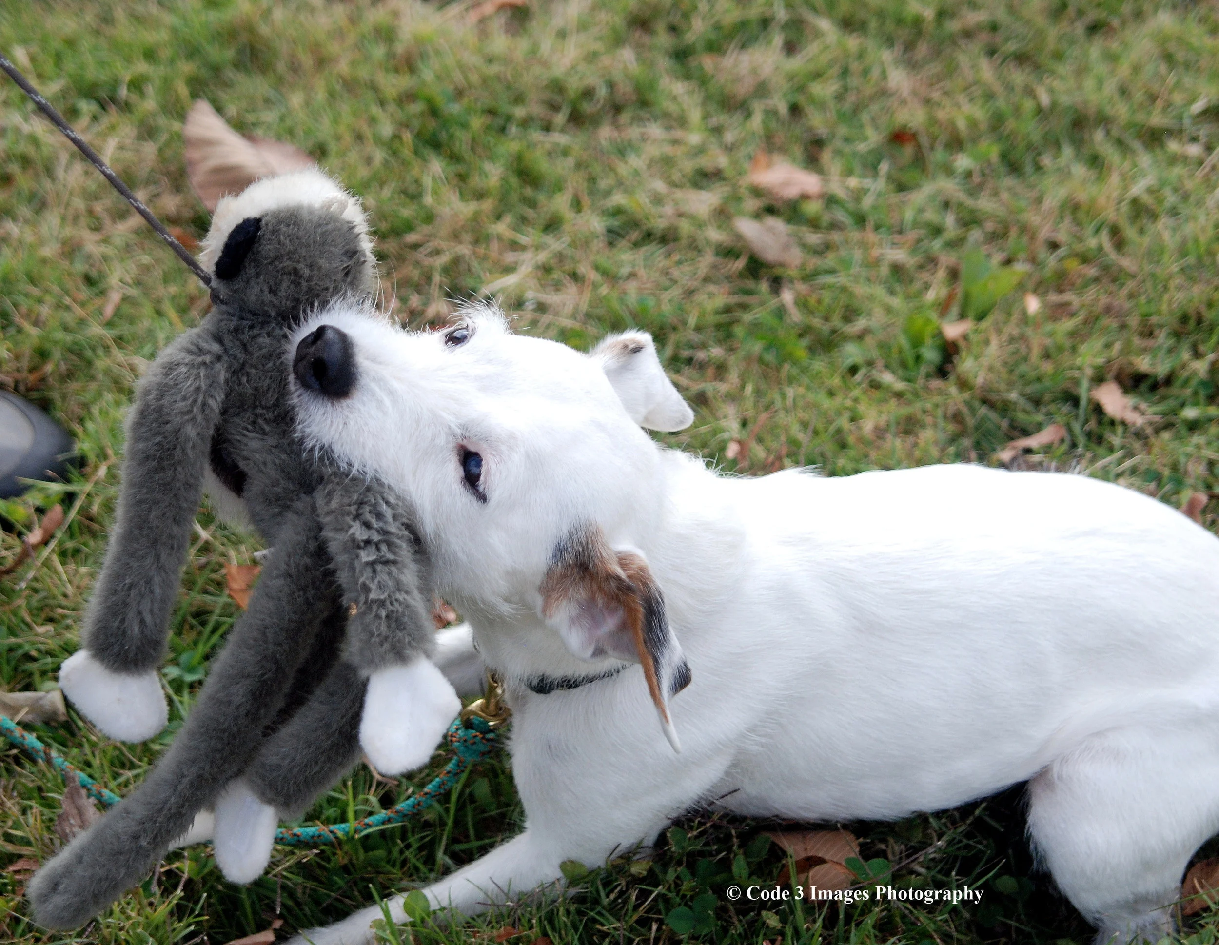 Scout pulls monkey.jpg