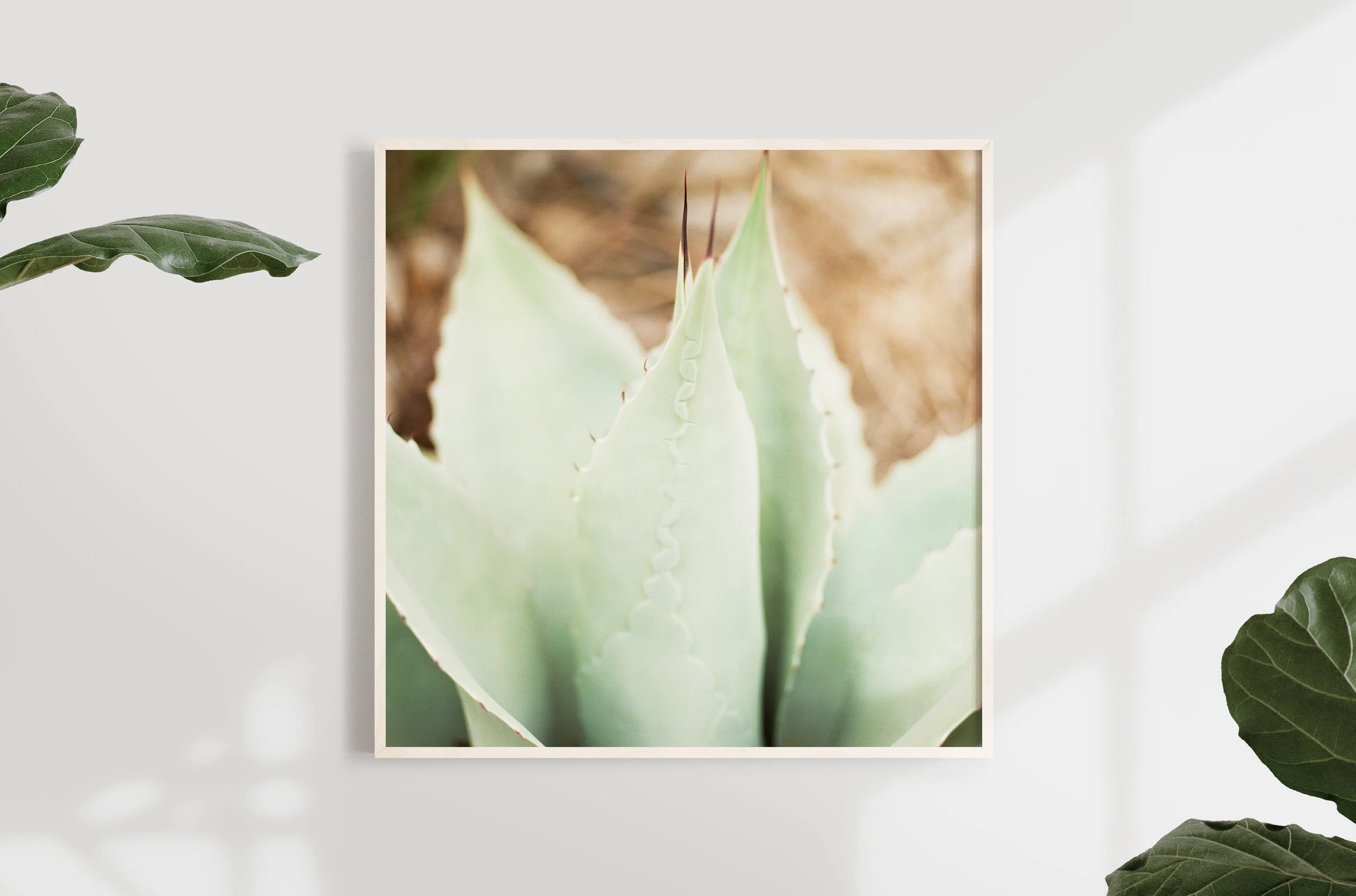 cacti.jpg