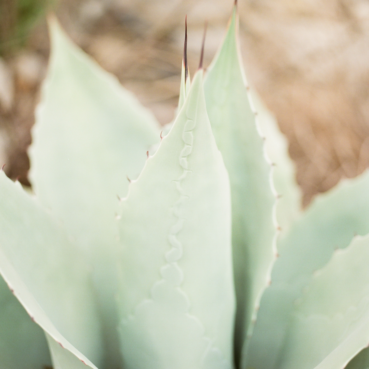 cactisqaure.png
