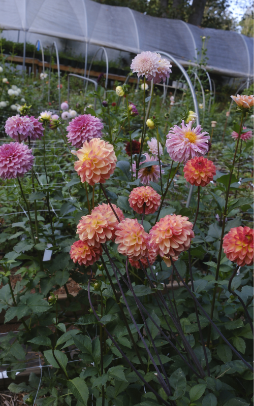 photo resizing (4).png