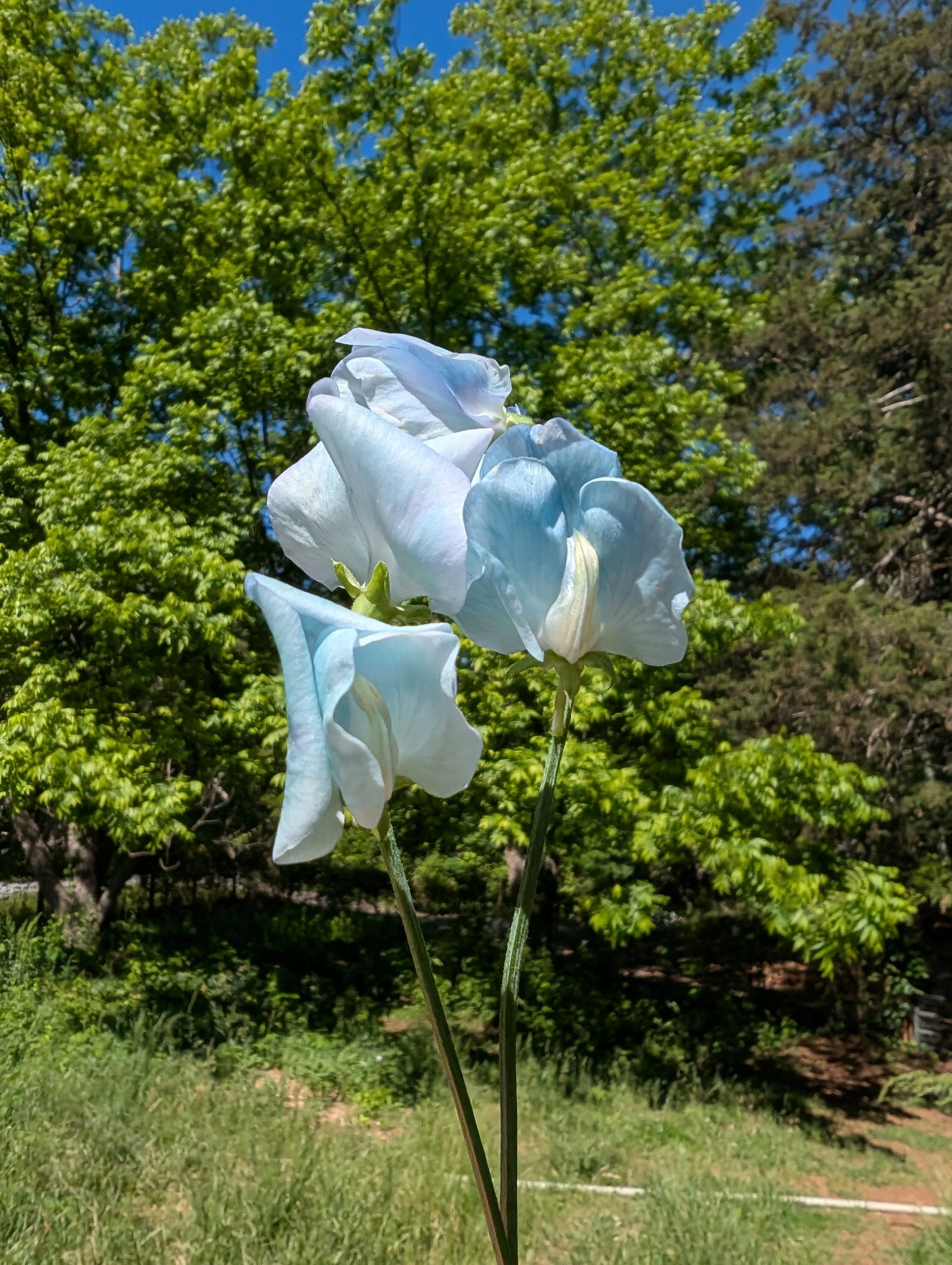 PXL_20260510_143712803.jpg
