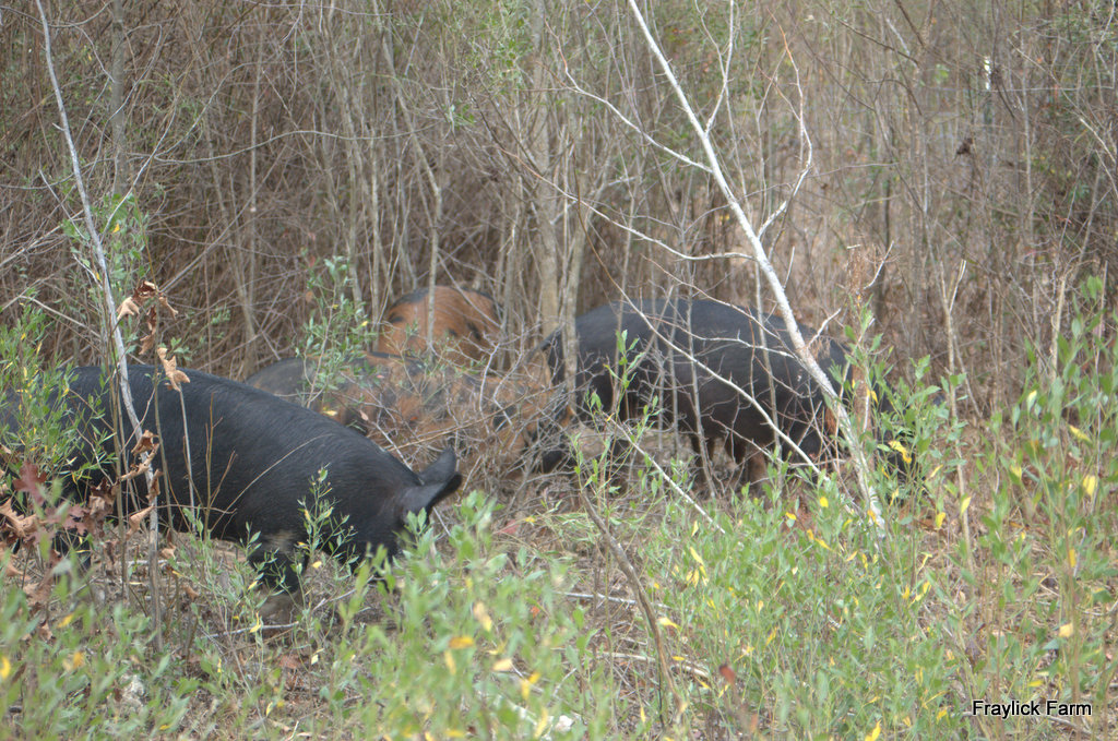 Pigs Foraging