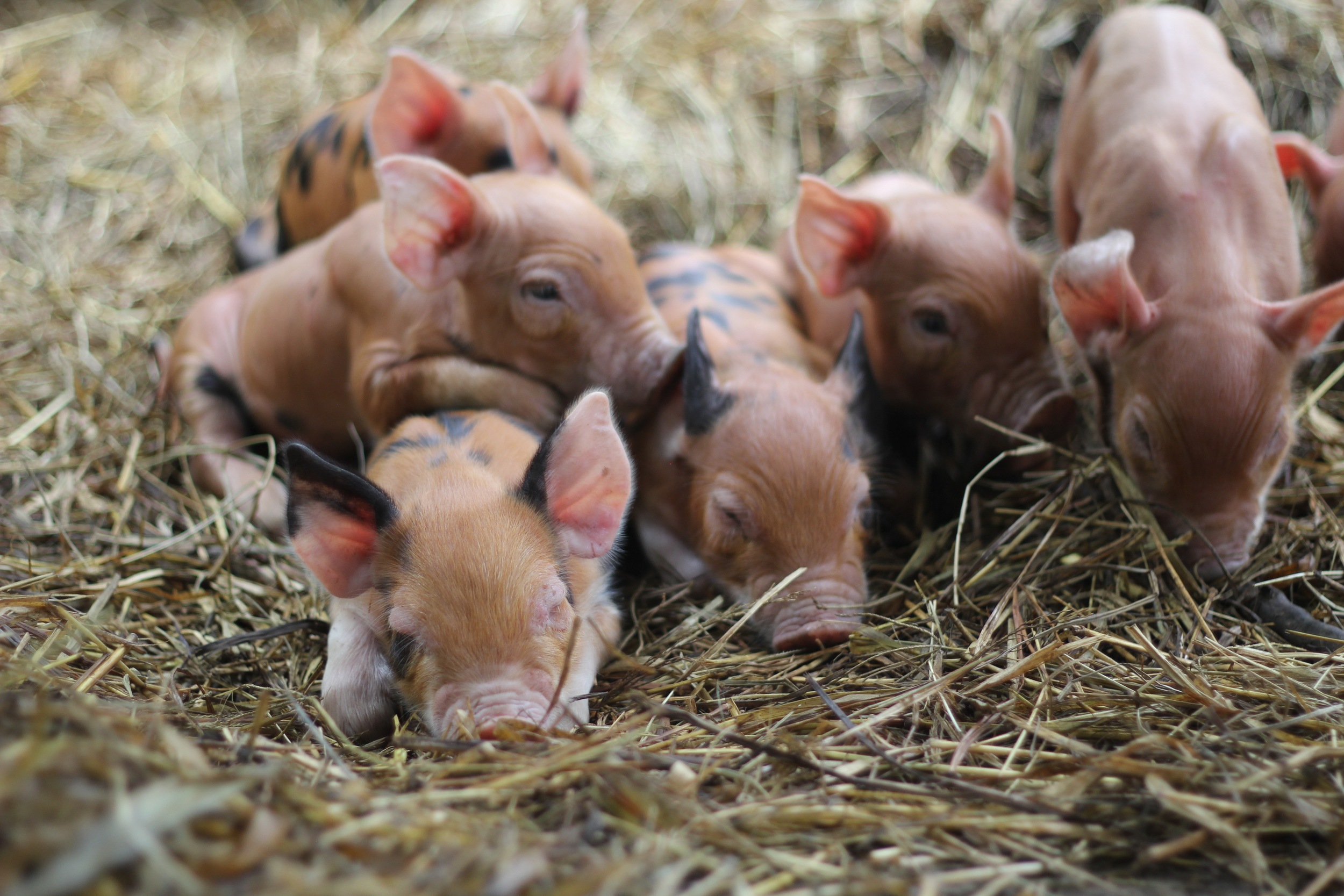 Sleepy Piglets