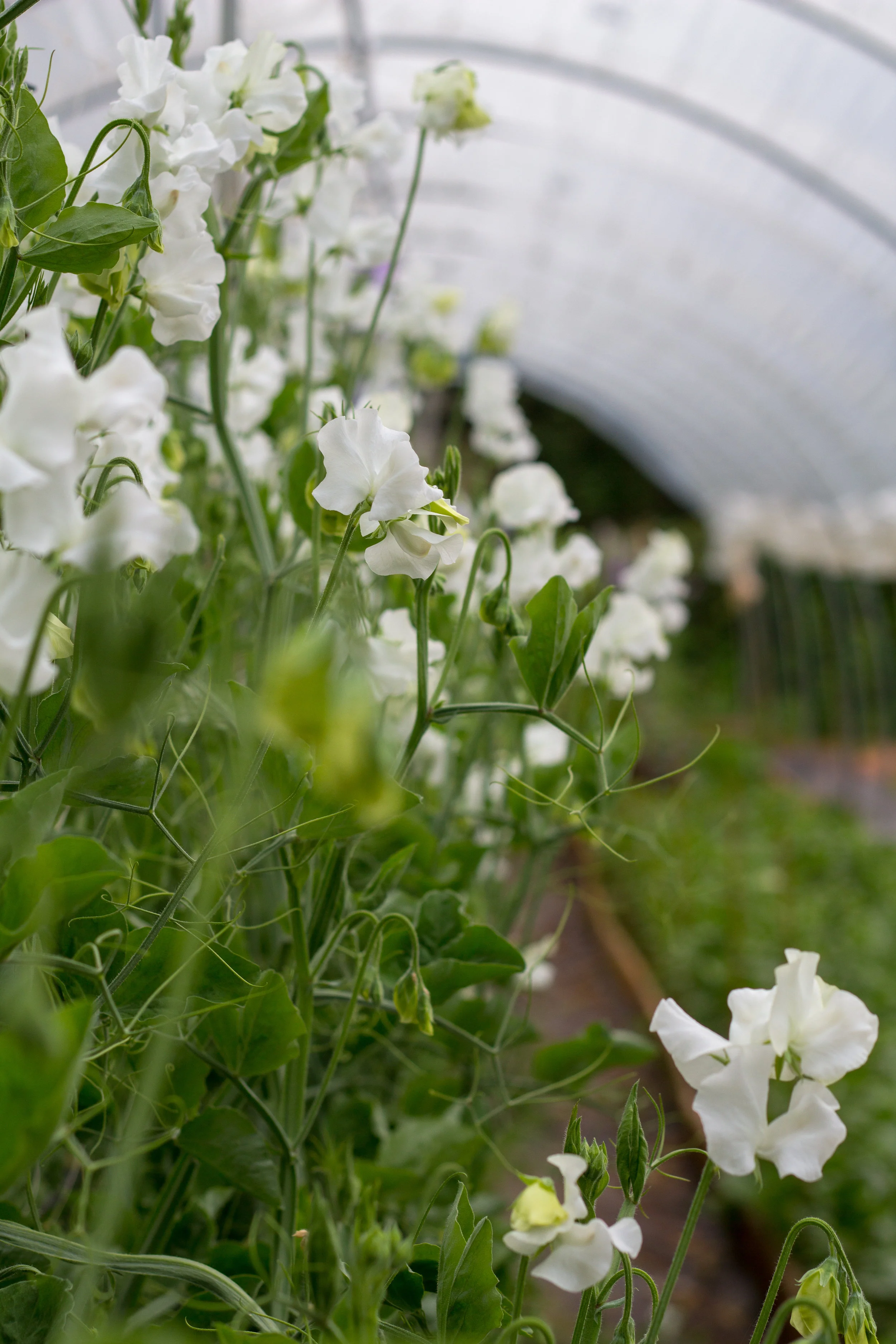 White Sweet peas in the tunnel